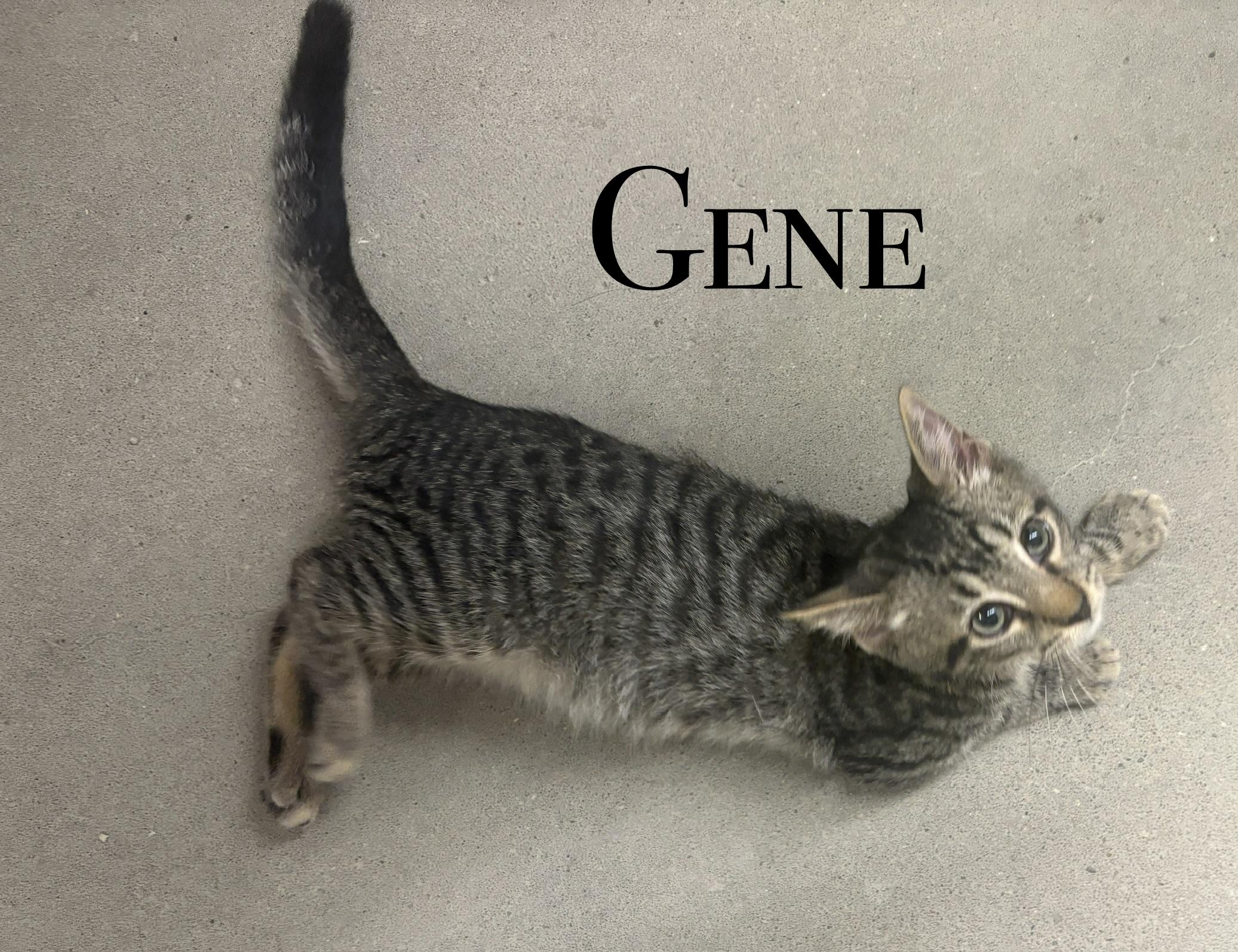 Enlarge MORE KITTENS, a Adoptable Domestic Short Hair in Craig, CO image 3/4
