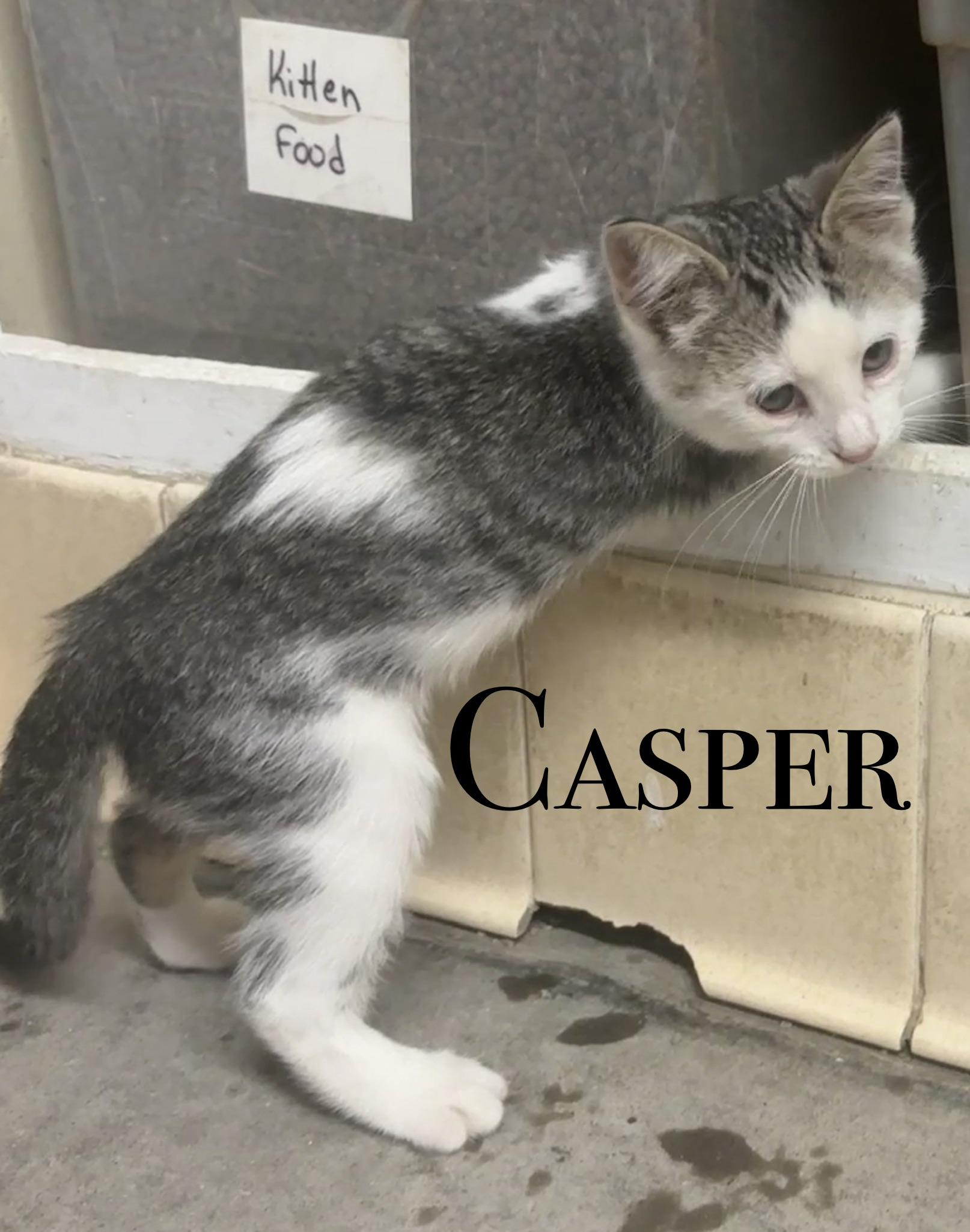 Enlarge MORE KITTENS, a Adoptable Domestic Short Hair in Craig, CO image 2/4