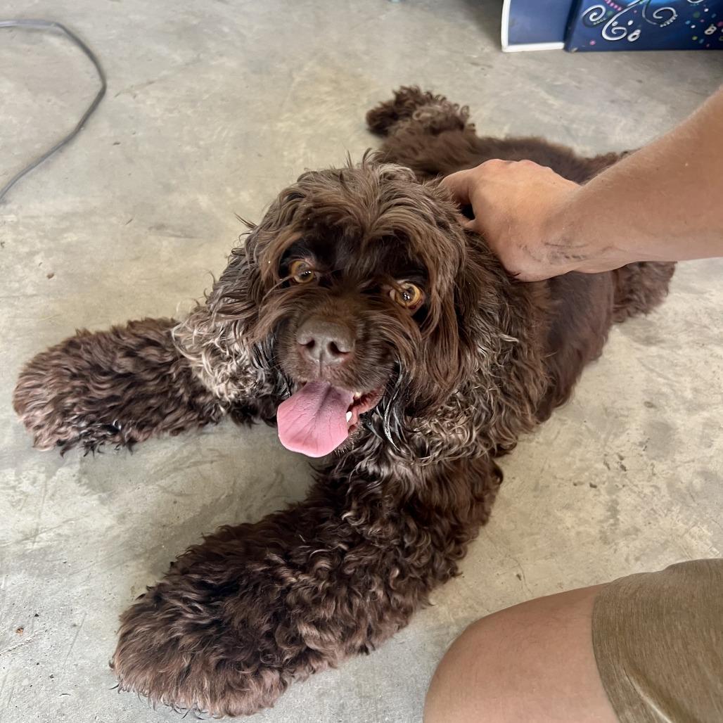 Lady, Adoptable, Adult Female Cocker Spaniel.