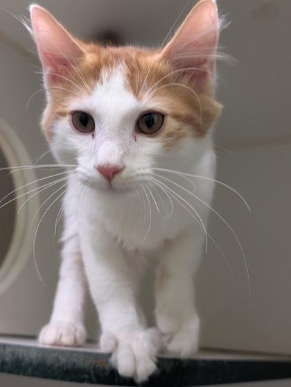 Chip, Adoptable, Adult Male Domestic Medium Hair & Domestic Short Hair.