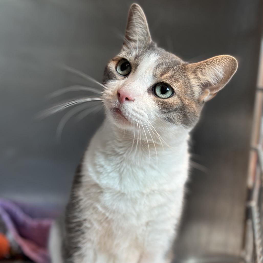 Enlarge Stewart, a Adoptable Domestic Short Hair in Matteson, IL image 1/2