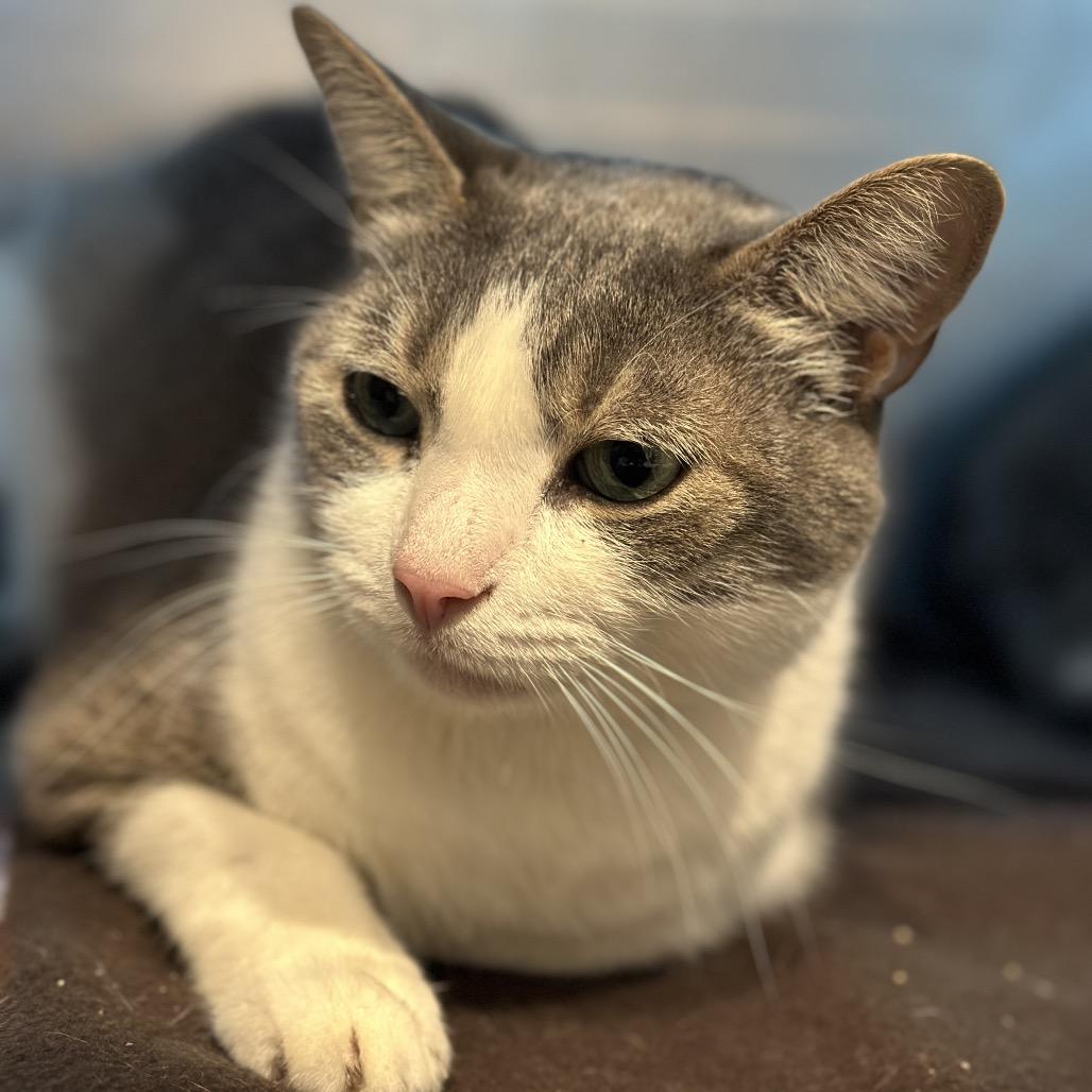 Enlarge Stewart, a Adoptable Domestic Short Hair in Matteson, IL image 2/2