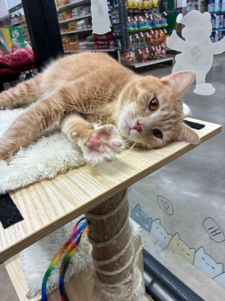 Wazo, Adoptable, Young Male Domestic Short Hair.