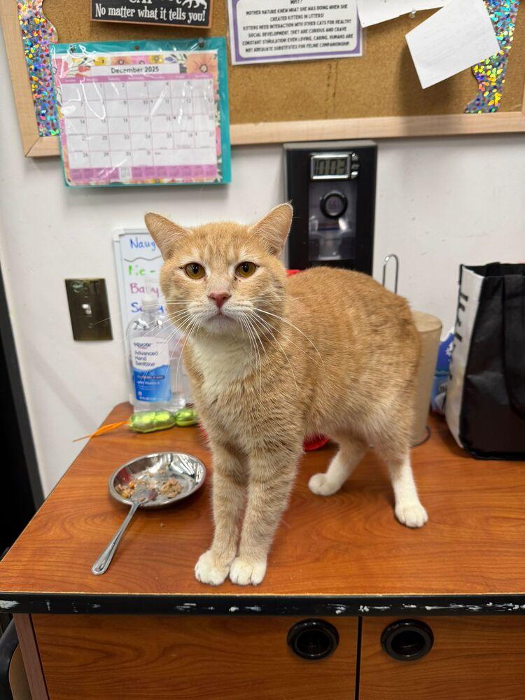 Enlarge Wazo, a Adoptable Domestic Short Hair in Orlando, FL image 2/5