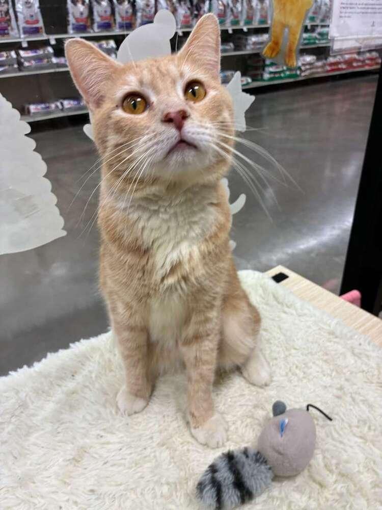 Enlarge Wazo, a Adoptable Domestic Short Hair in Orlando, FL image 3/5