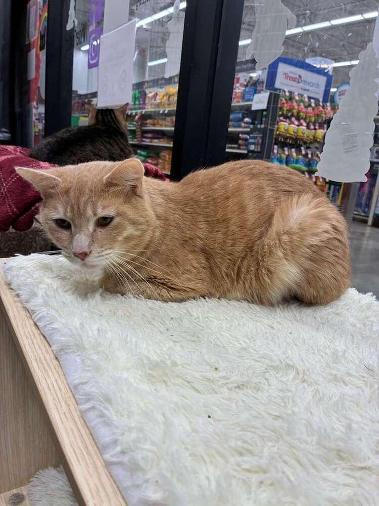 Enlarge Wazo, a Adoptable Domestic Short Hair in Orlando, FL image 4/5