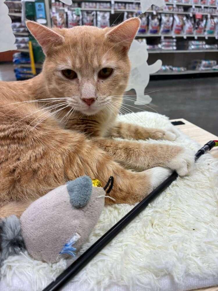 Enlarge Wazo, a Adoptable Domestic Short Hair in Orlando, FL image 5/5