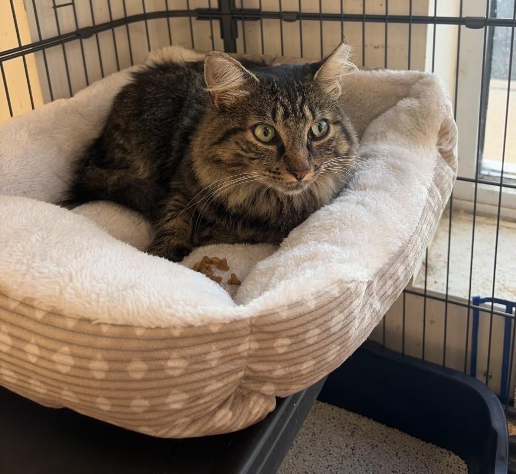 Bennett, Adoptable, Young Female Domestic Long Hair.