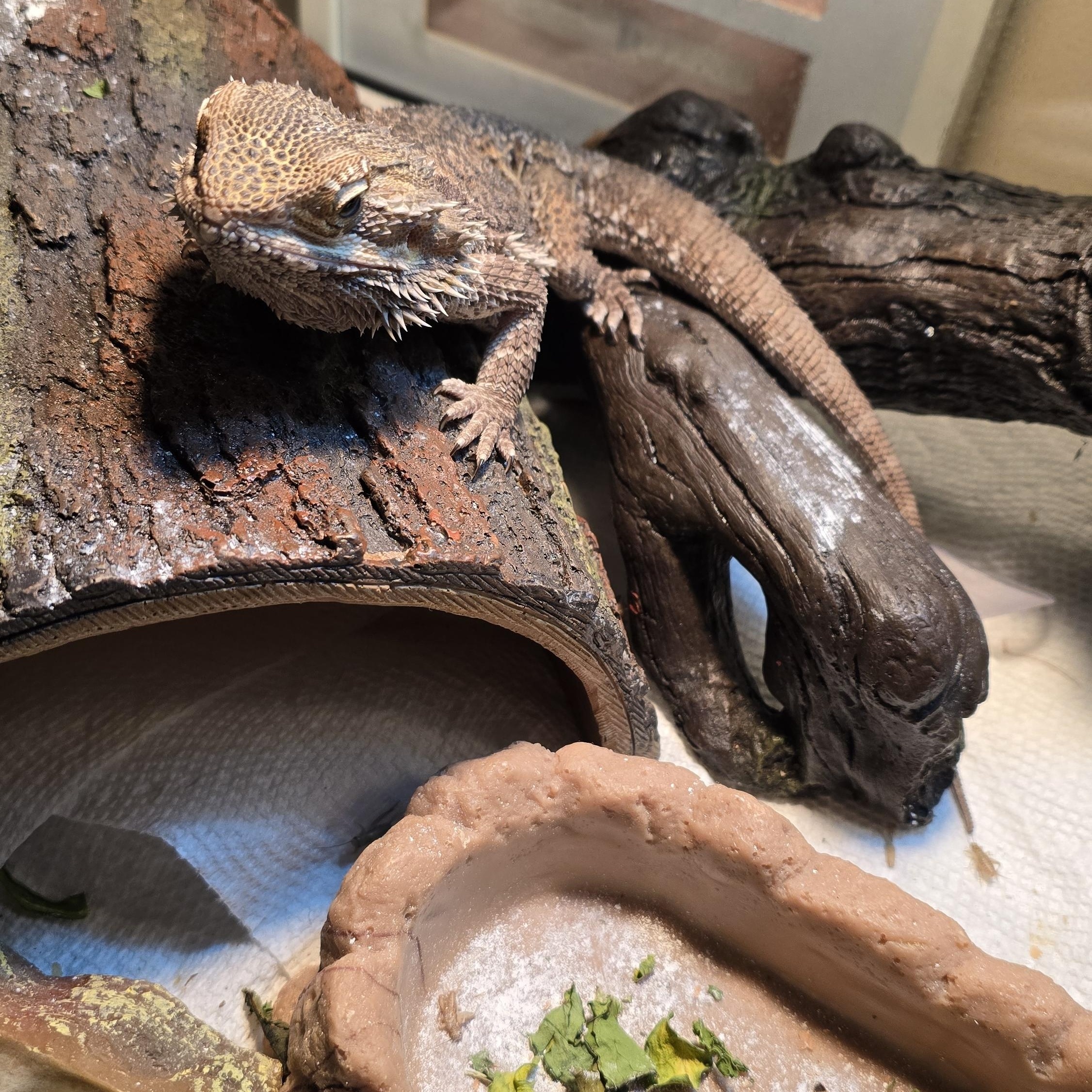 Enlarge Spikey, a Adopted Bearded Dragon in Randolph, NJ image 1/3