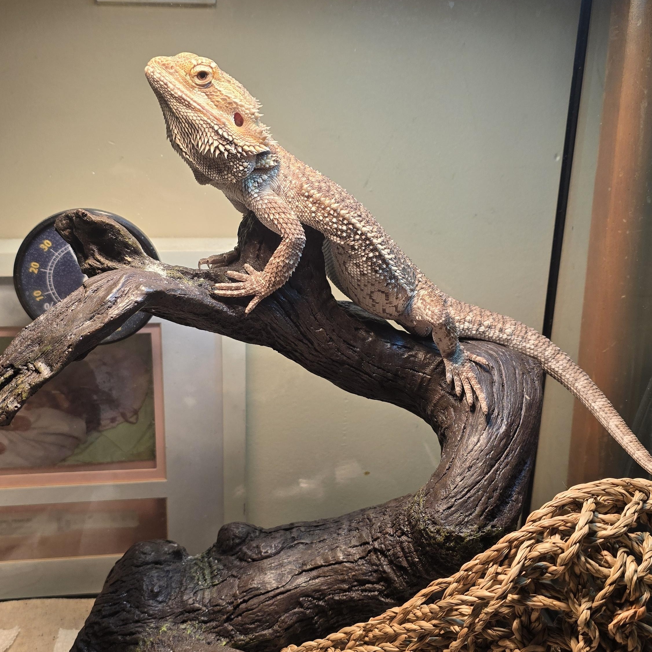 Enlarge Spikey, a Adopted Bearded Dragon in Randolph, NJ image 2/3