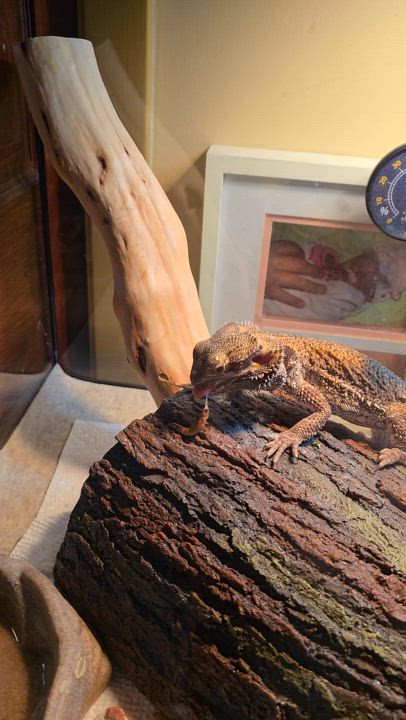 Enlarge Spikey, a Adopted Bearded Dragon in Randolph, NJ video 3/3
