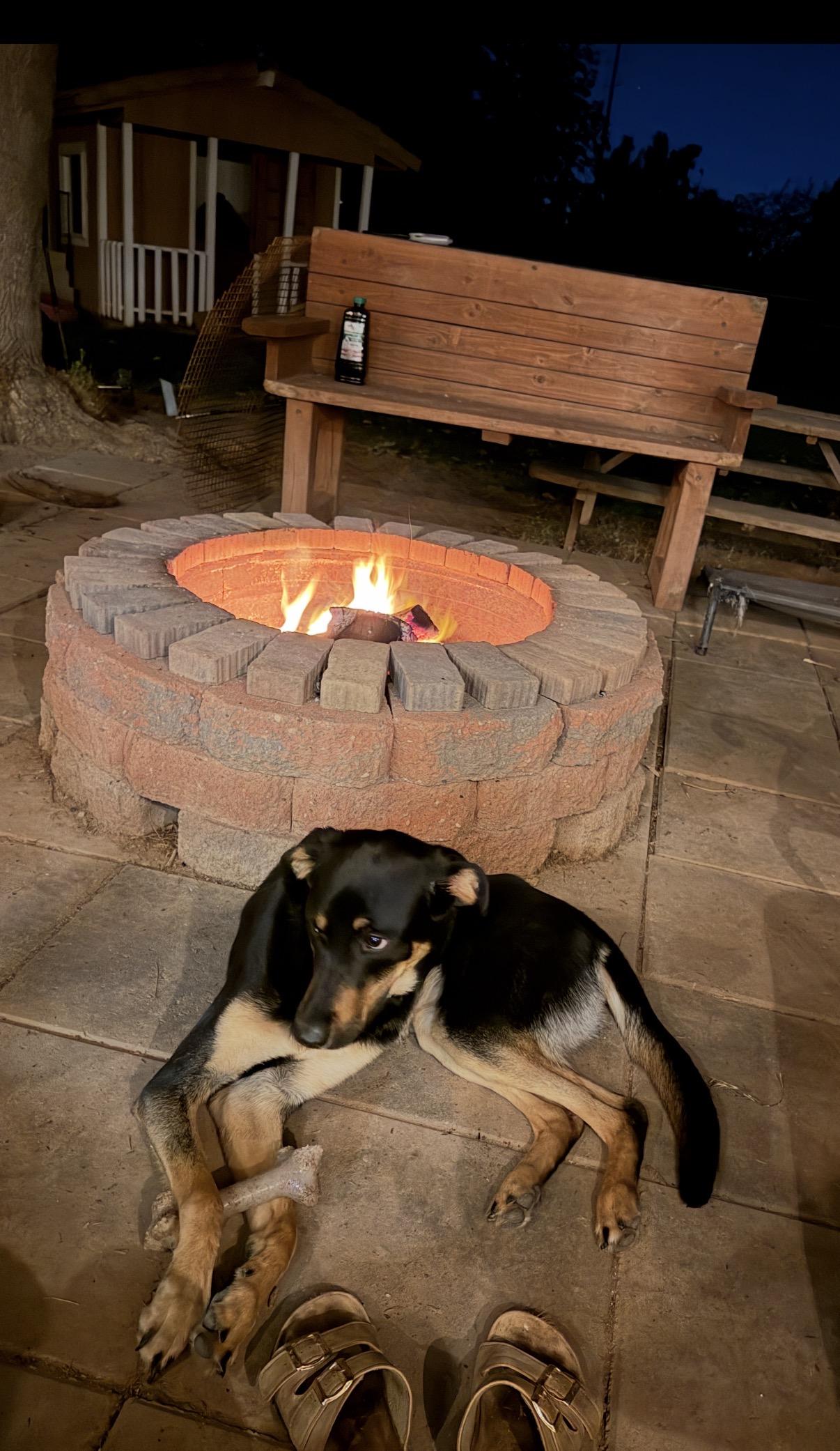 Enlarge Ember, a Adoptable mixed breed in Gilbert, AZ image 5/6