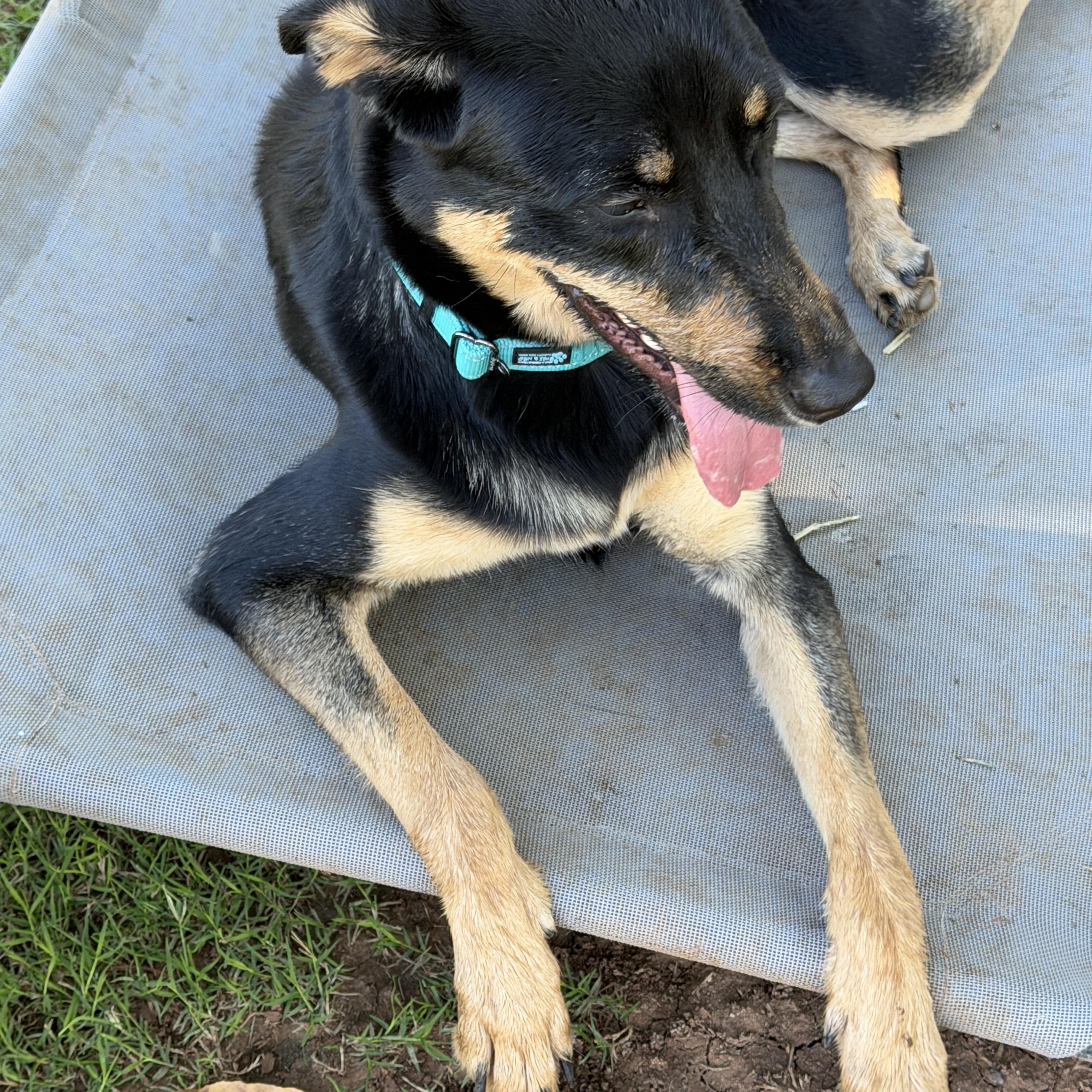 Enlarge Ember, a Adoptable mixed breed in Gilbert, AZ image 3/6