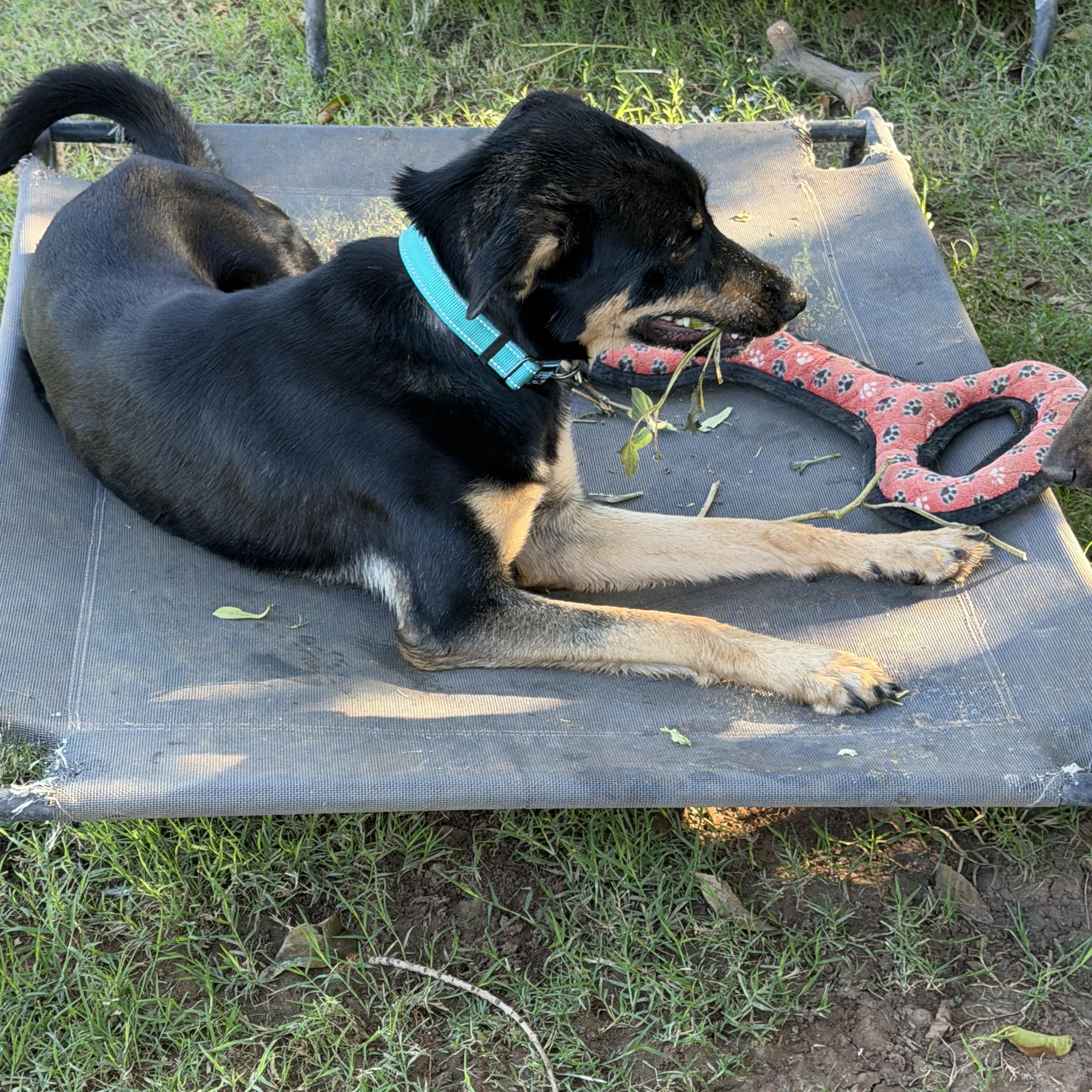 Enlarge Ember, a Adoptable mixed breed in Gilbert, AZ image 4/6