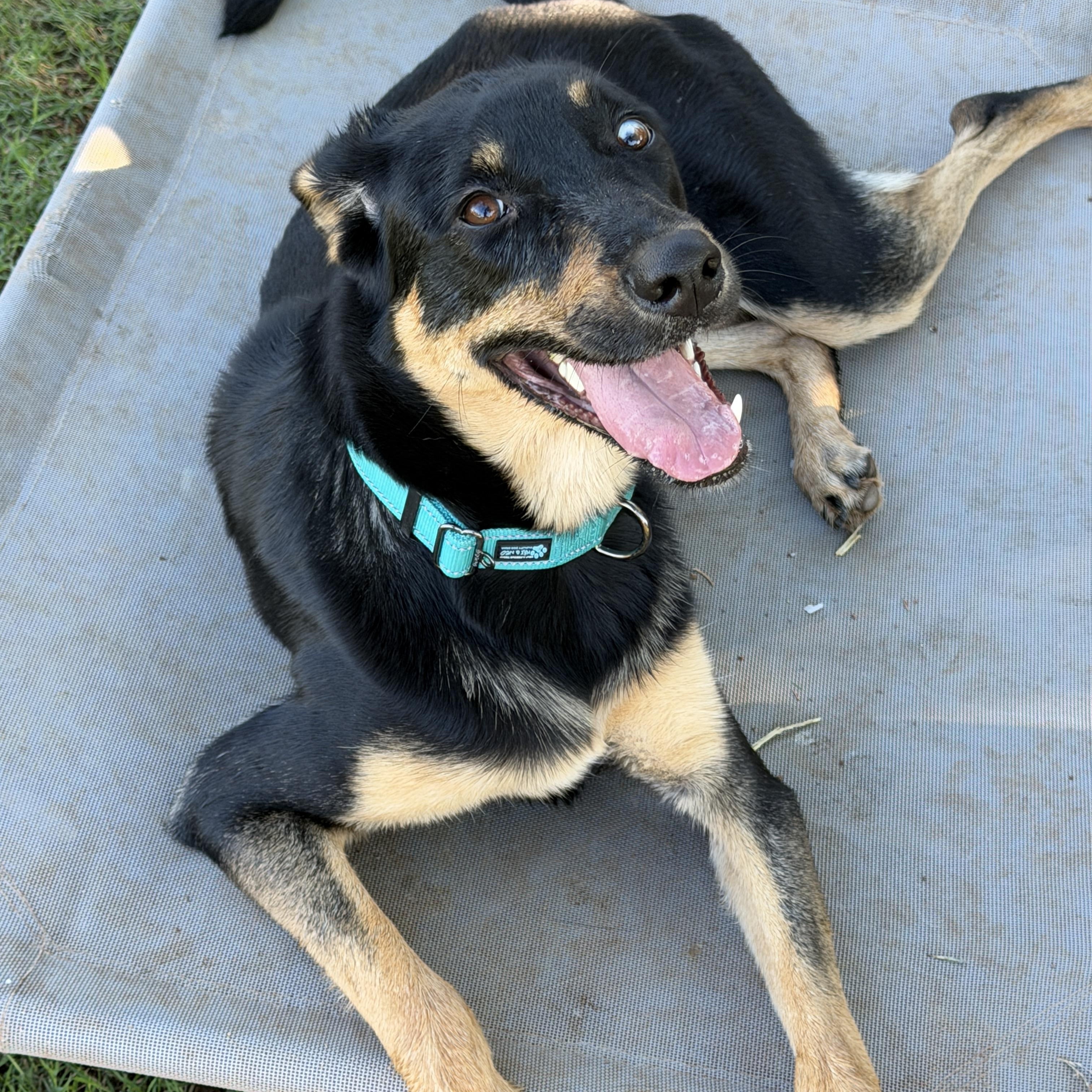Enlarge Ember, a Adoptable mixed breed in Gilbert, AZ image 1/6