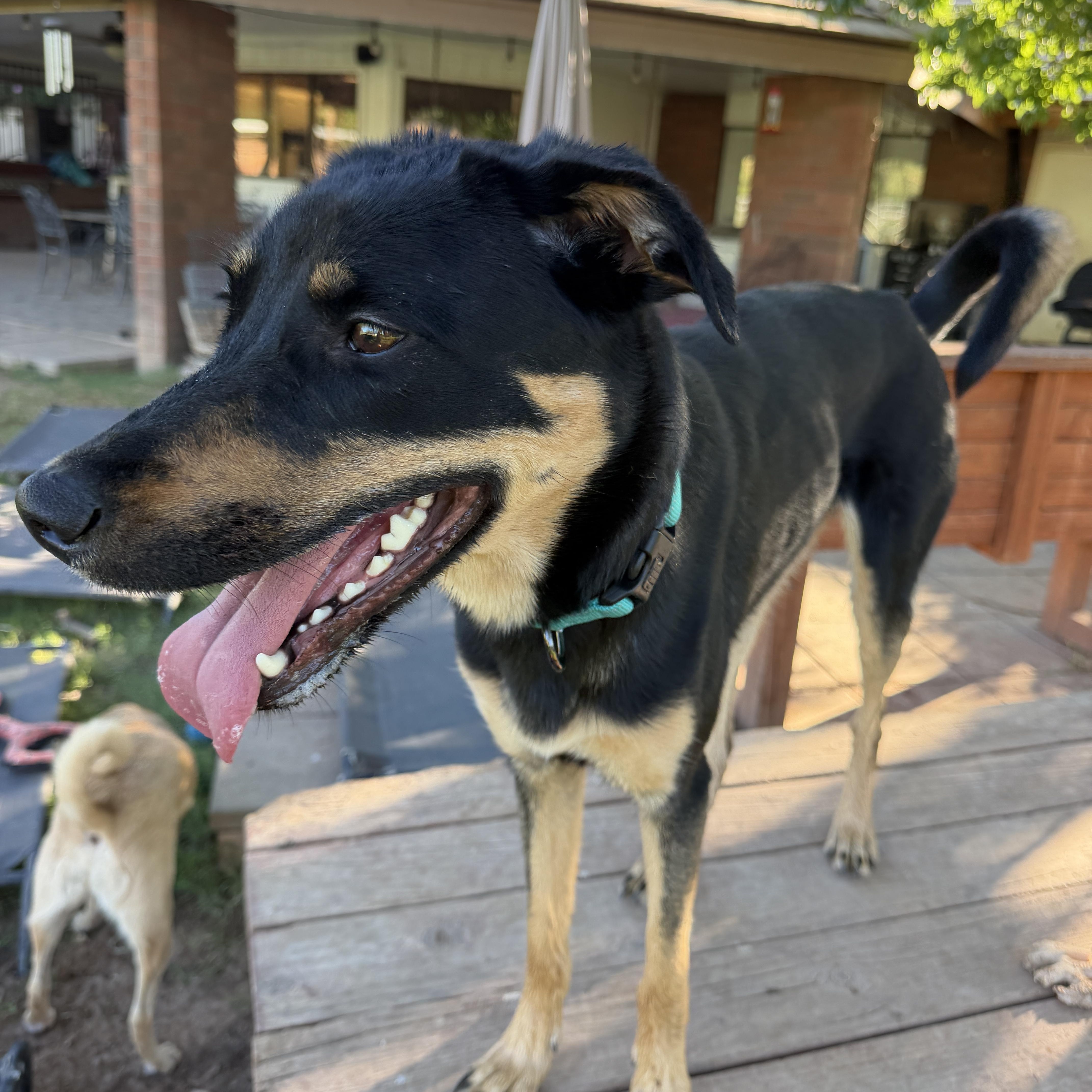 Enlarge Ember, a Adoptable mixed breed in Gilbert, AZ image 2/6