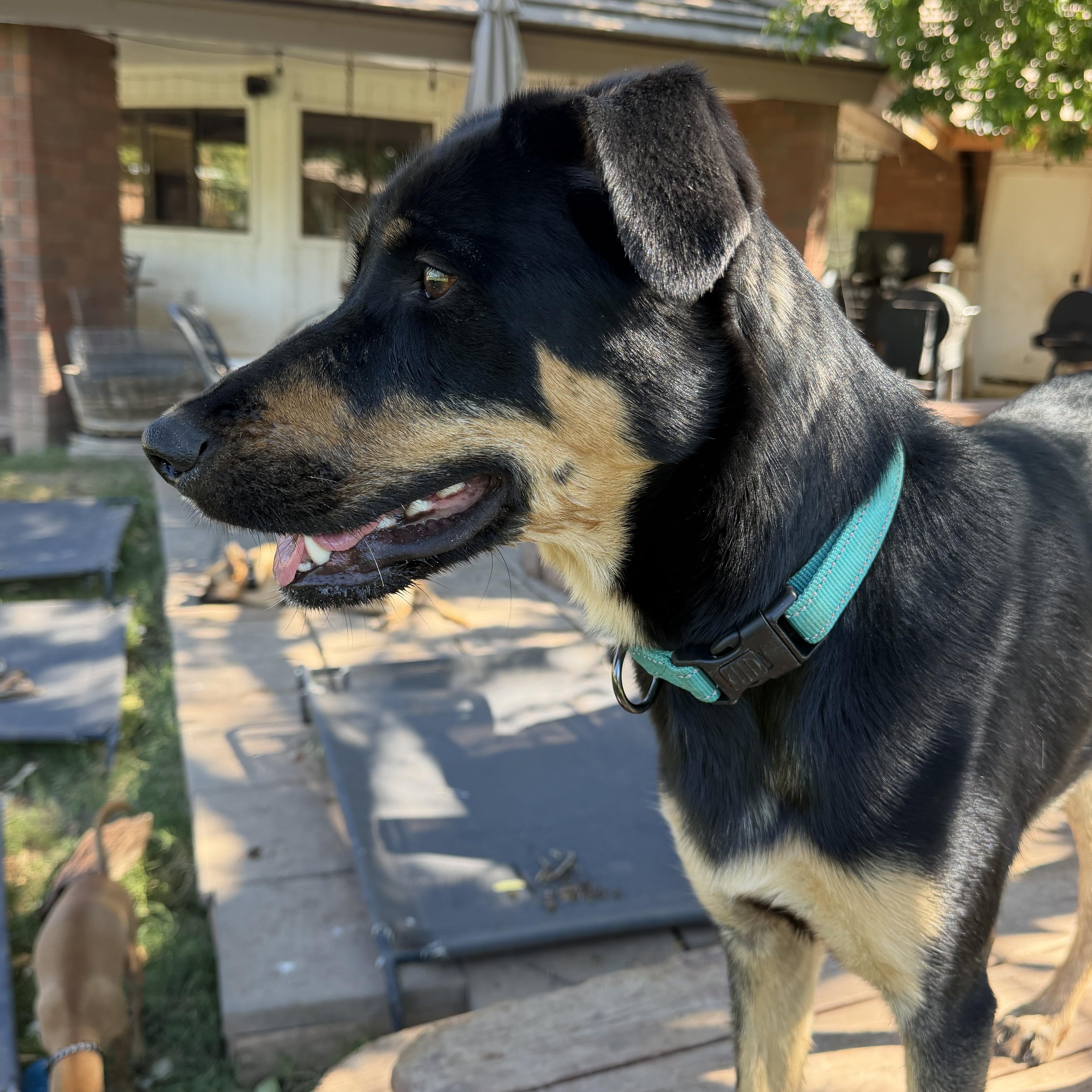Enlarge Ember, a Adoptable mixed breed in Gilbert, AZ image 6/6