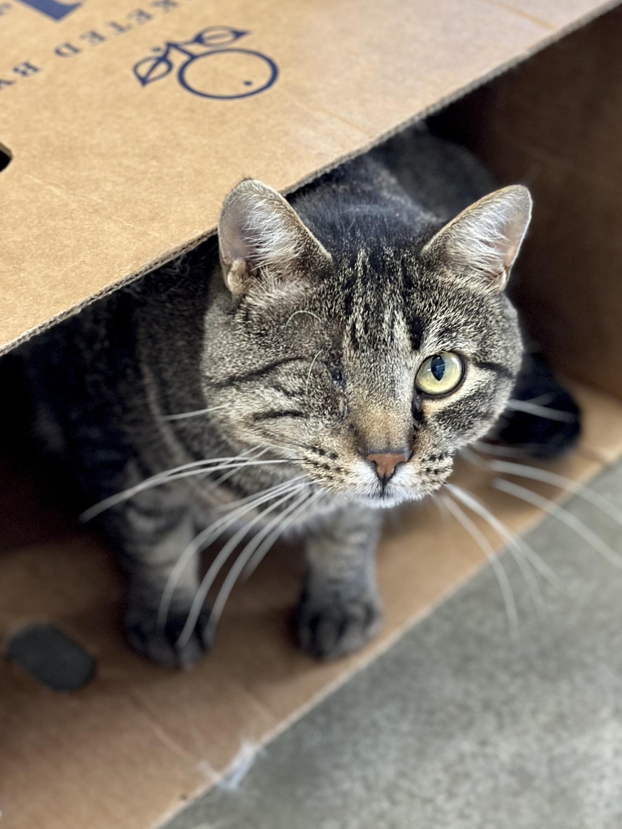 Enlarge Gandalf , a ADOPTABLE Domestic Short Hair in Faribault, MN image 5/6