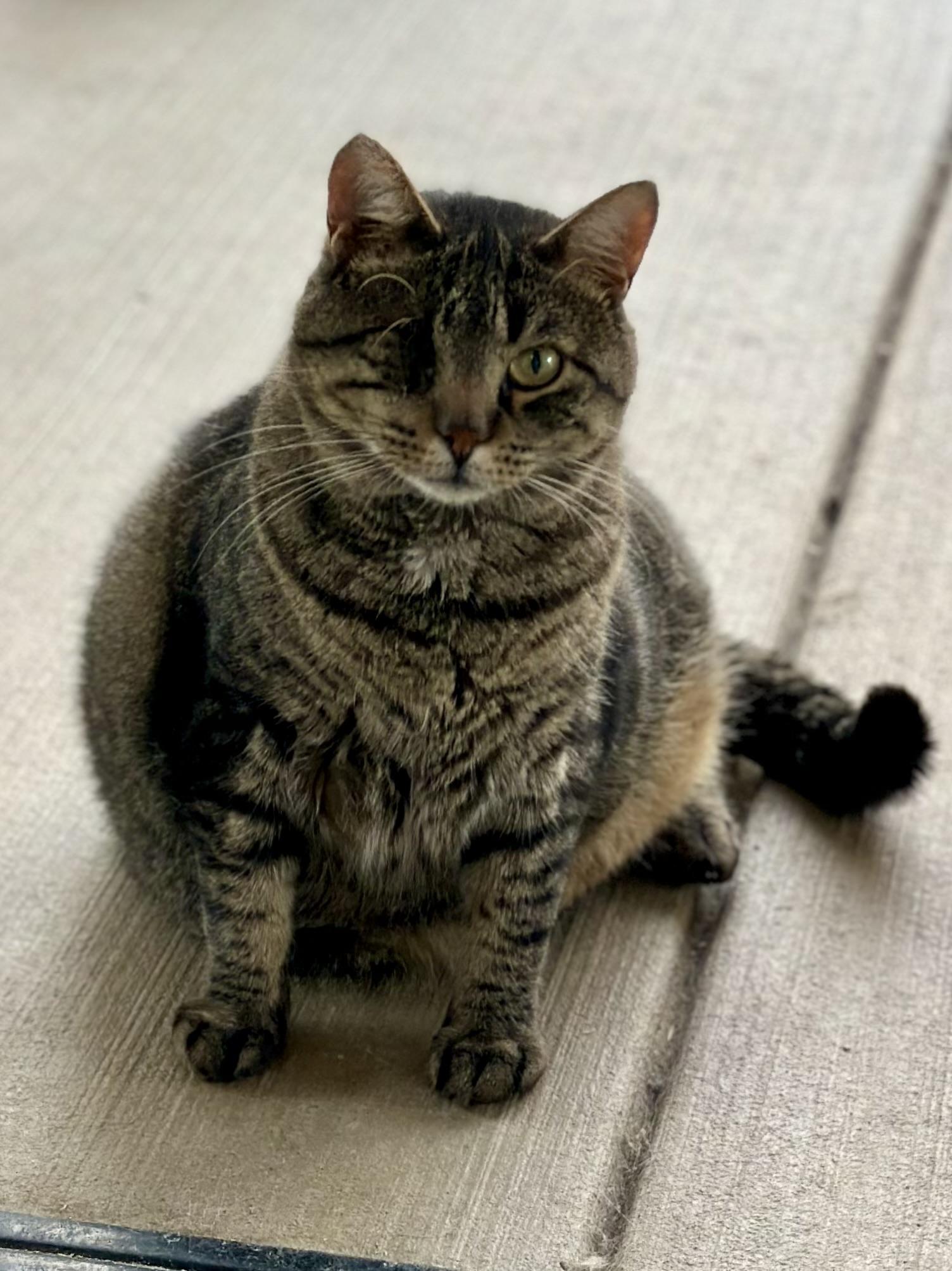 Enlarge Gandalf , a ADOPTABLE Domestic Short Hair in Faribault, MN image 3/6