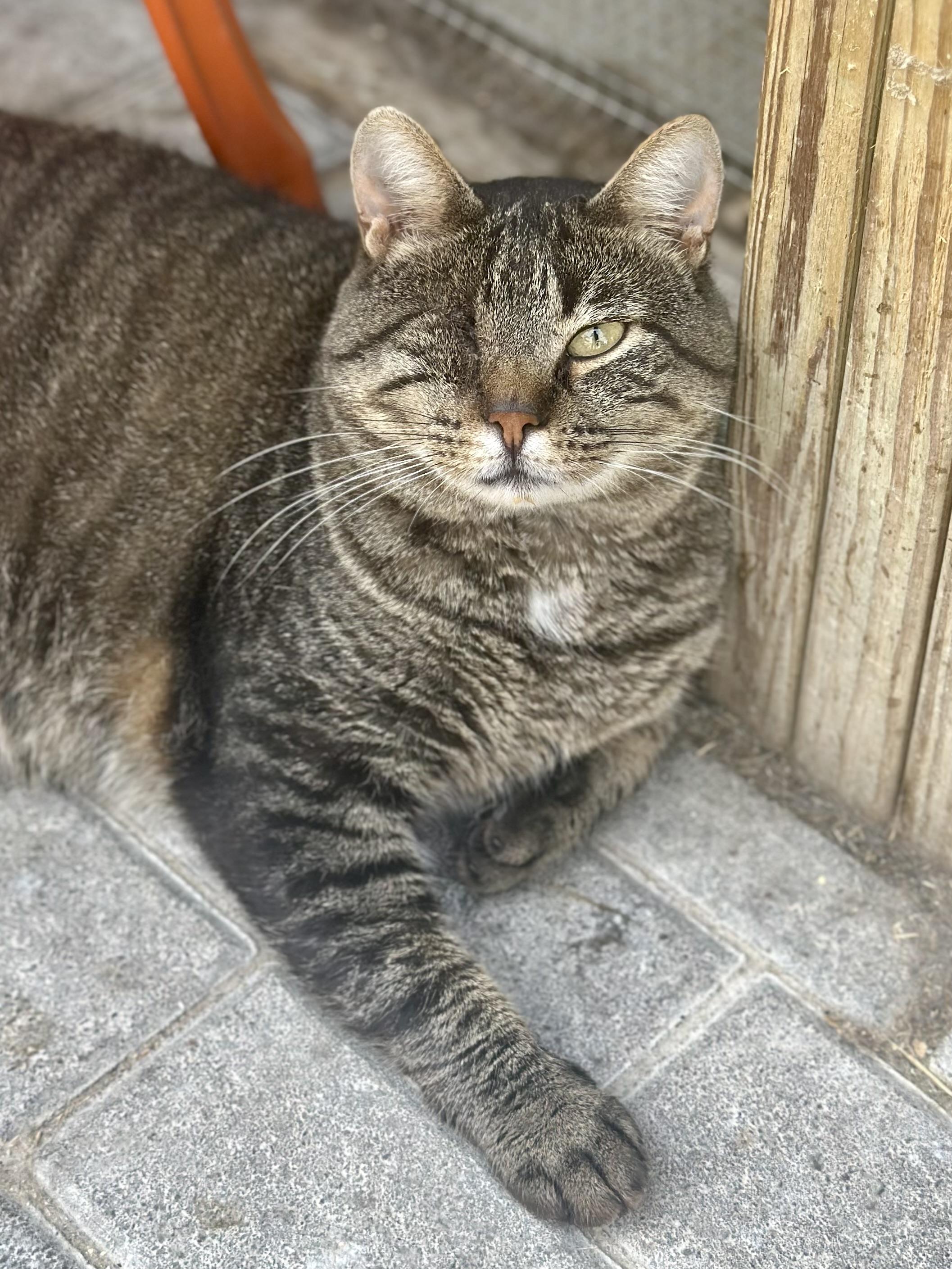 Gandalf , ADOPTABLE, Adult Male Domestic Short Hair.