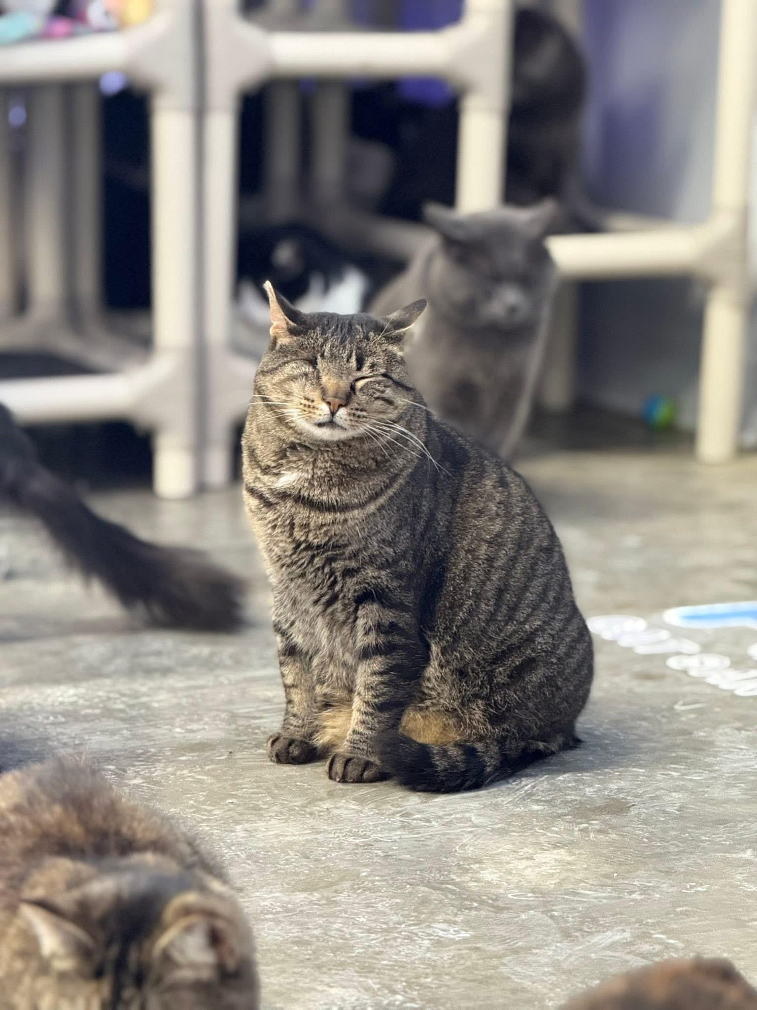 Enlarge Gandalf , a ADOPTABLE Domestic Short Hair in Faribault, MN image 4/6