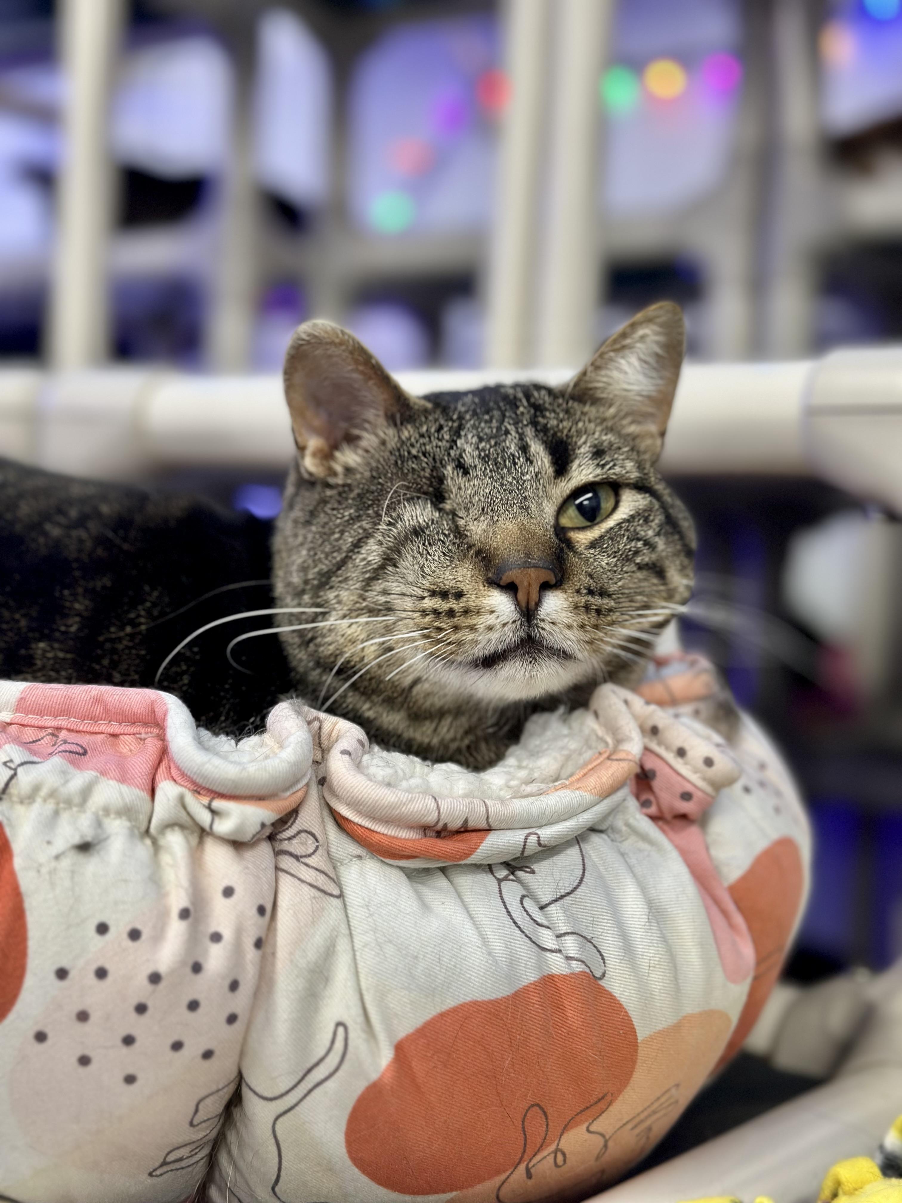 Enlarge Gandalf , a ADOPTABLE Domestic Short Hair in Faribault, MN image 6/6