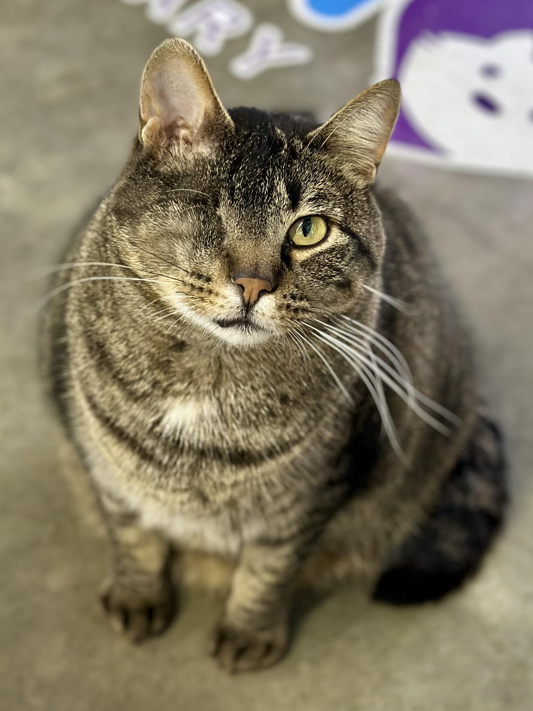 Enlarge Gandalf , a ADOPTABLE Domestic Short Hair in Faribault, MN image 2/6