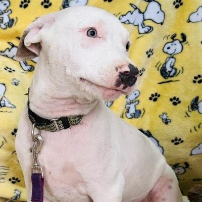 Doug prev. Silverado, Adoptable, Puppy Male Mixed Breed.
