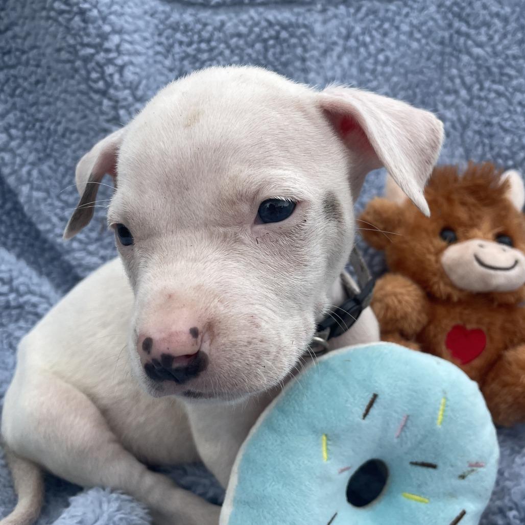 Doug / Silverado, Adoptable, Puppy Male Mixed Breed.
