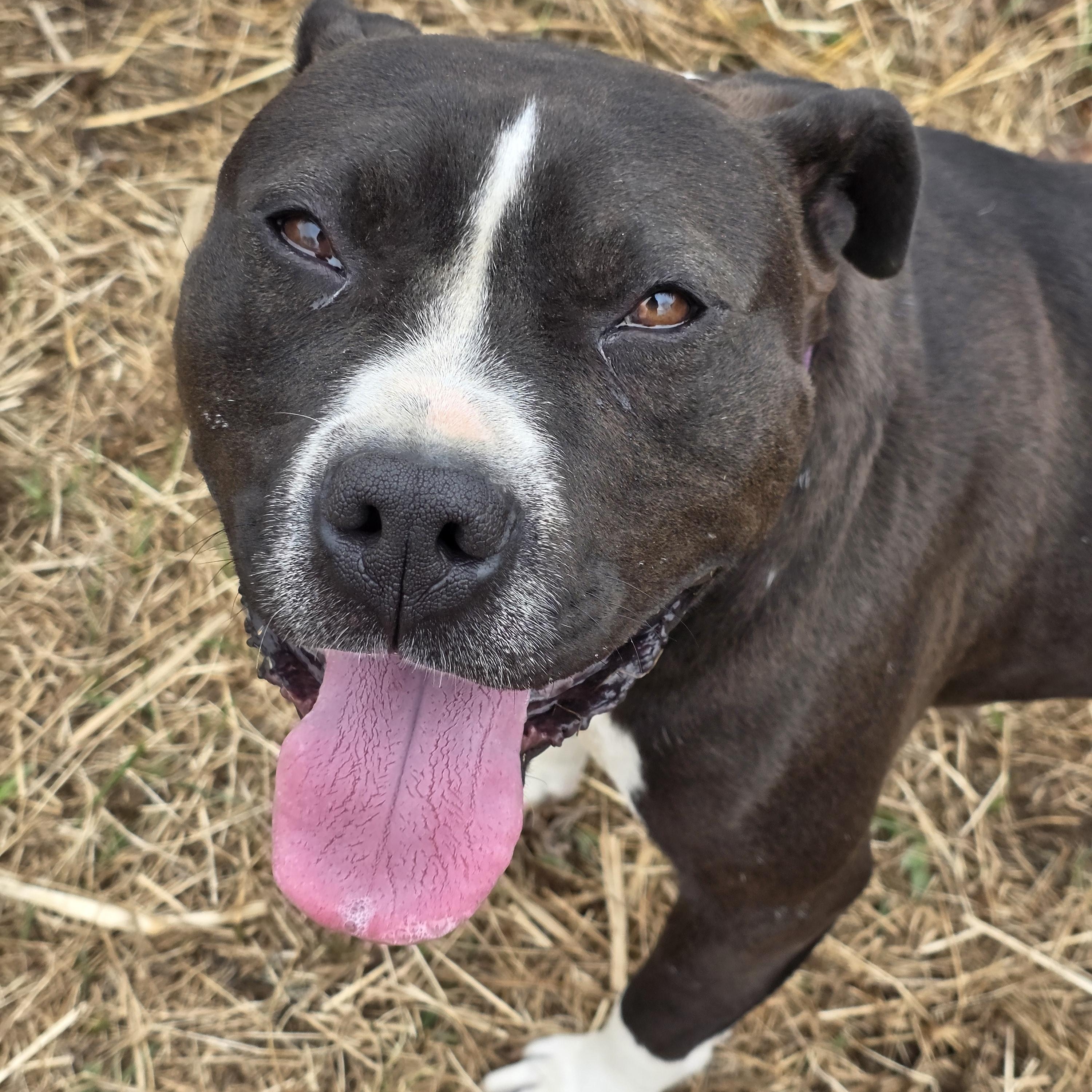 Enlarge Jubilee , a ADOPTABLE American Bully in Battle Creek, MI image 6/6