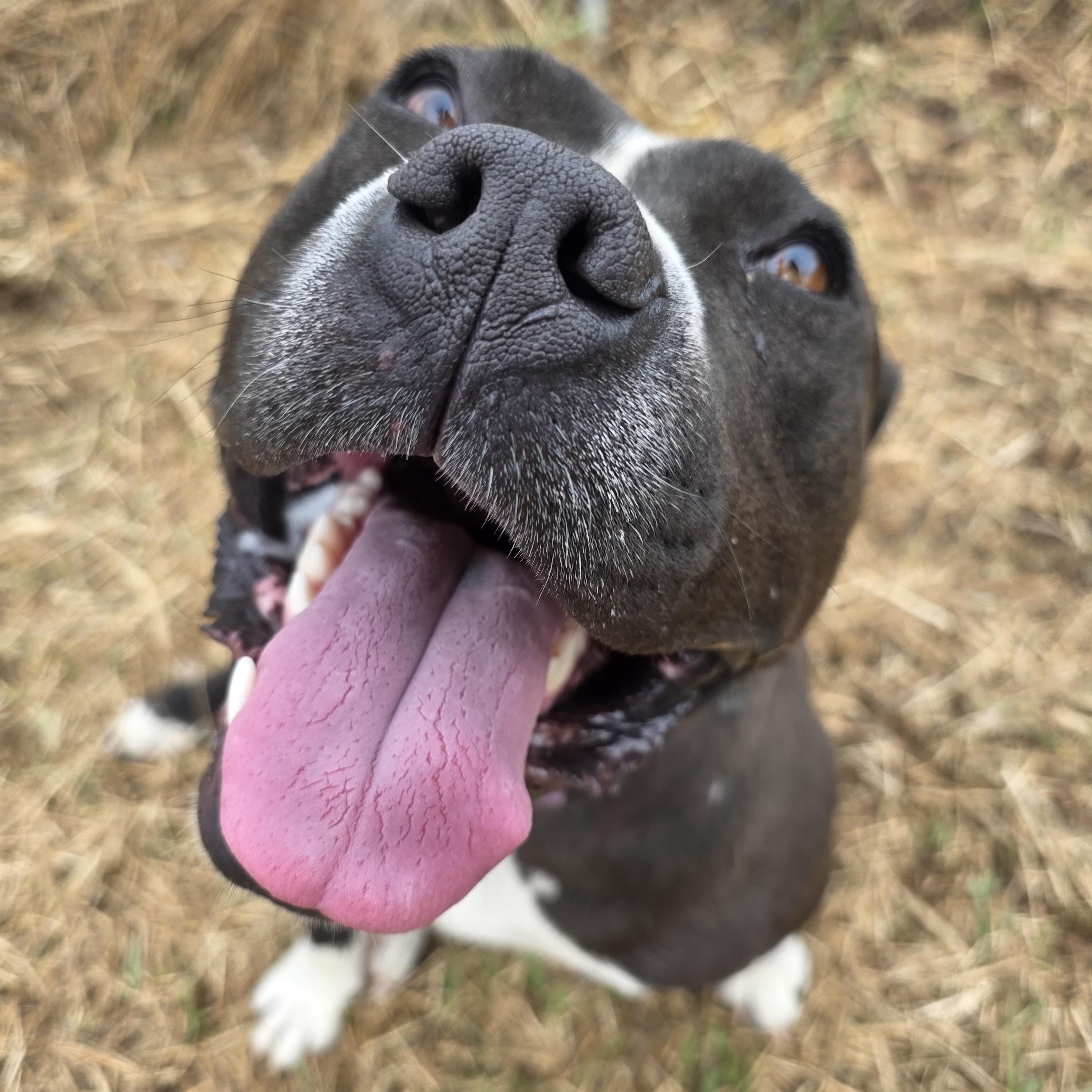 Jubilee , ADOPTABLE, Adult Male American Bully.