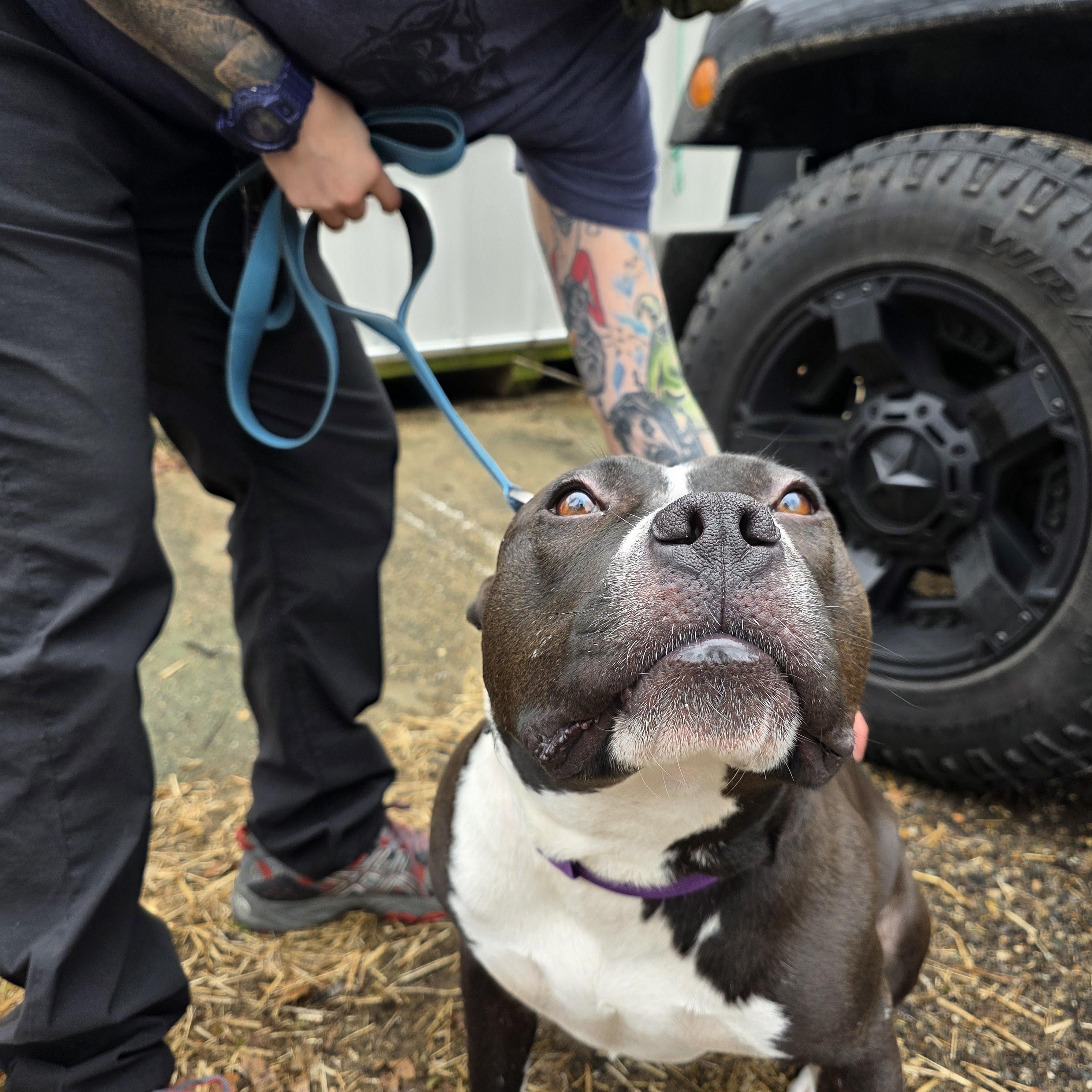 Enlarge Jubilee , a ADOPTABLE American Bully in Battle Creek, MI image 3/5