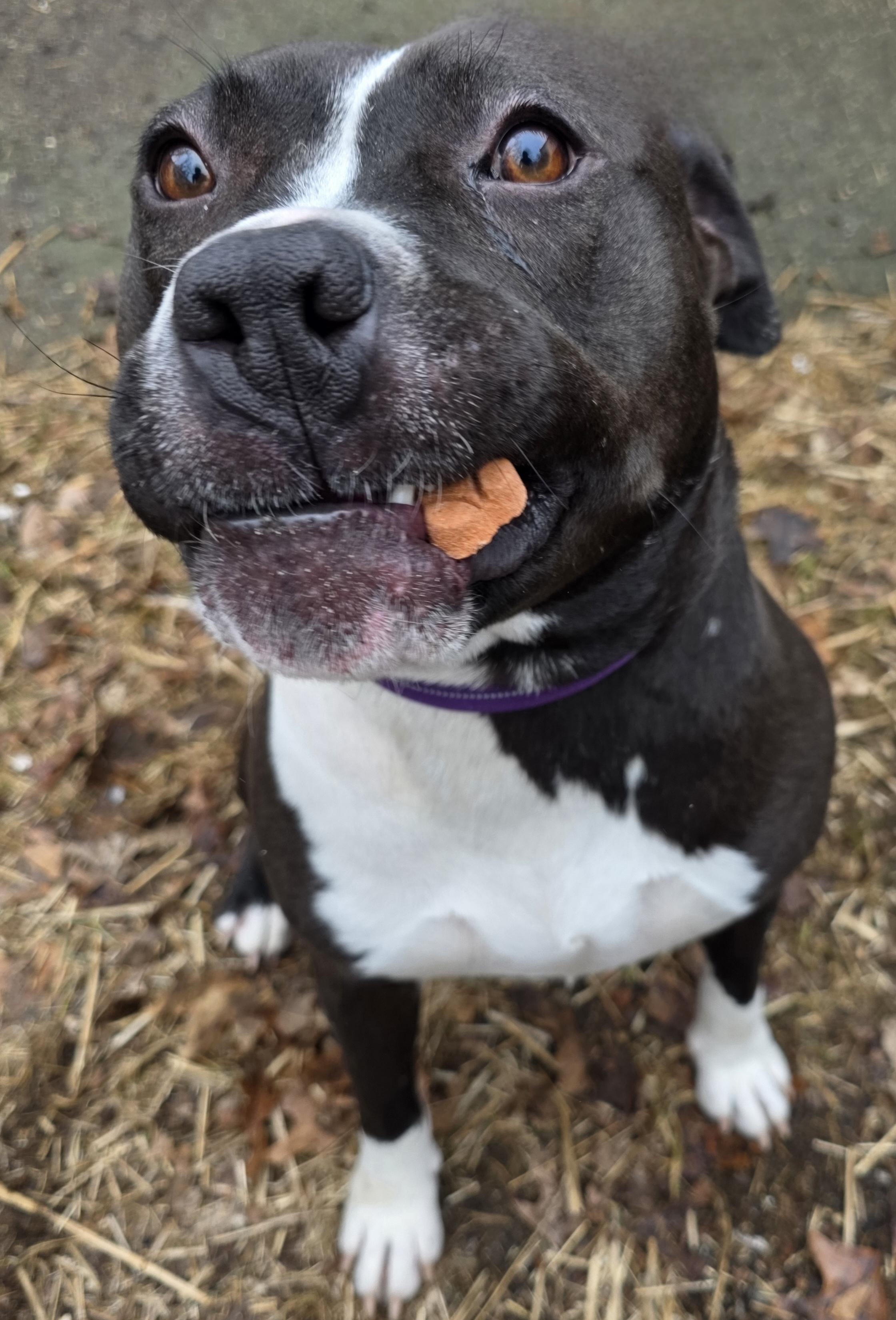 Enlarge Jubilee , a ADOPTABLE American Bully in Battle Creek, MI image 2/5