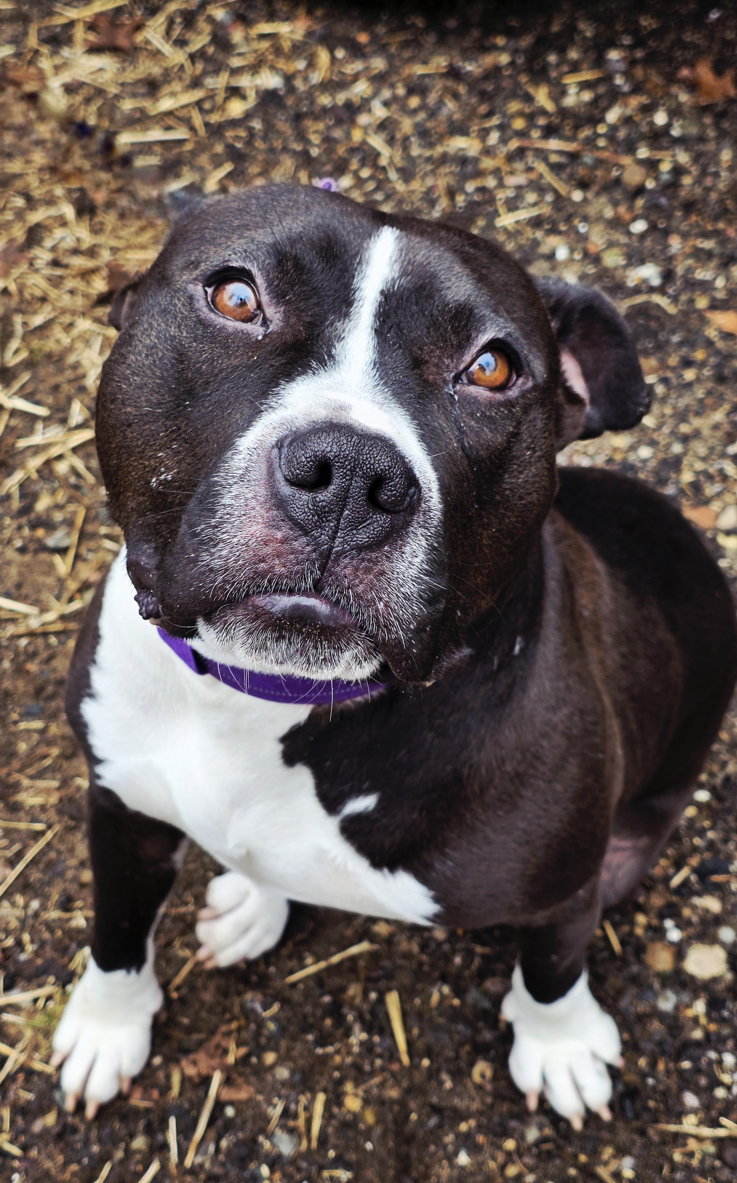 Jubilee , ADOPTABLE, Adult Male American Bully.