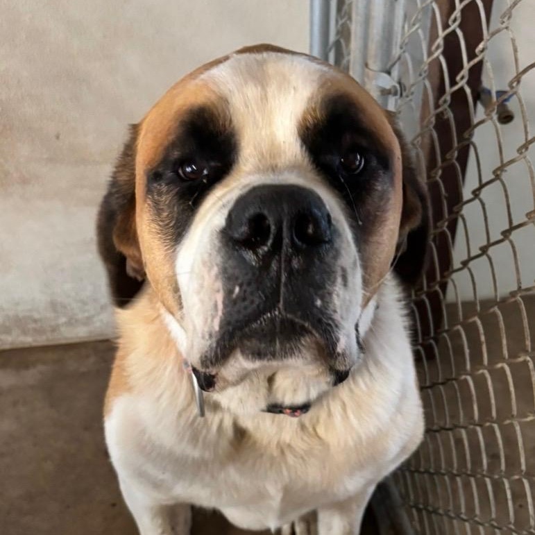 Enlarge Otis & Bourbon, an adoptable Saint Bernard in Magnolia, TX image 2/3