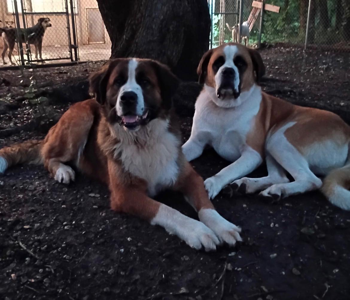 Otis & Bourbon, adoptable, Adult Male Saint Bernard.