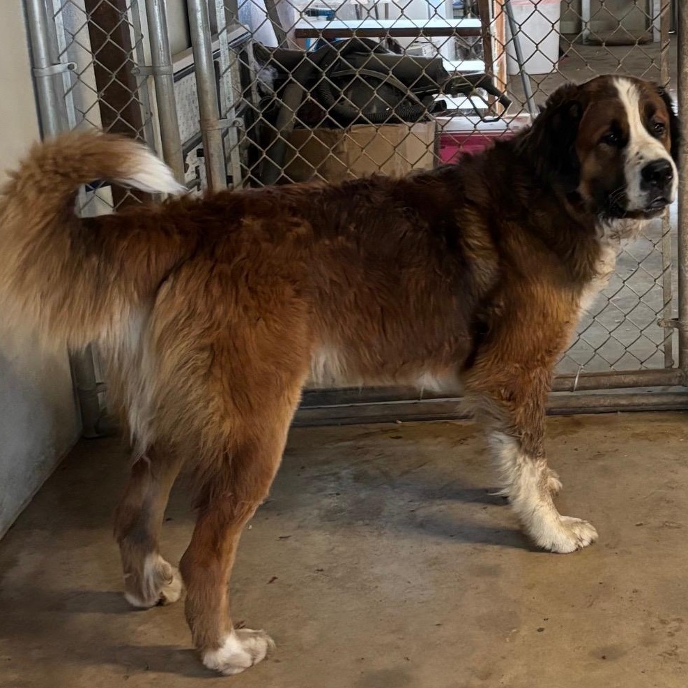 Enlarge Otis & Bourbon, an adoptable Saint Bernard in Magnolia, TX image 3/3