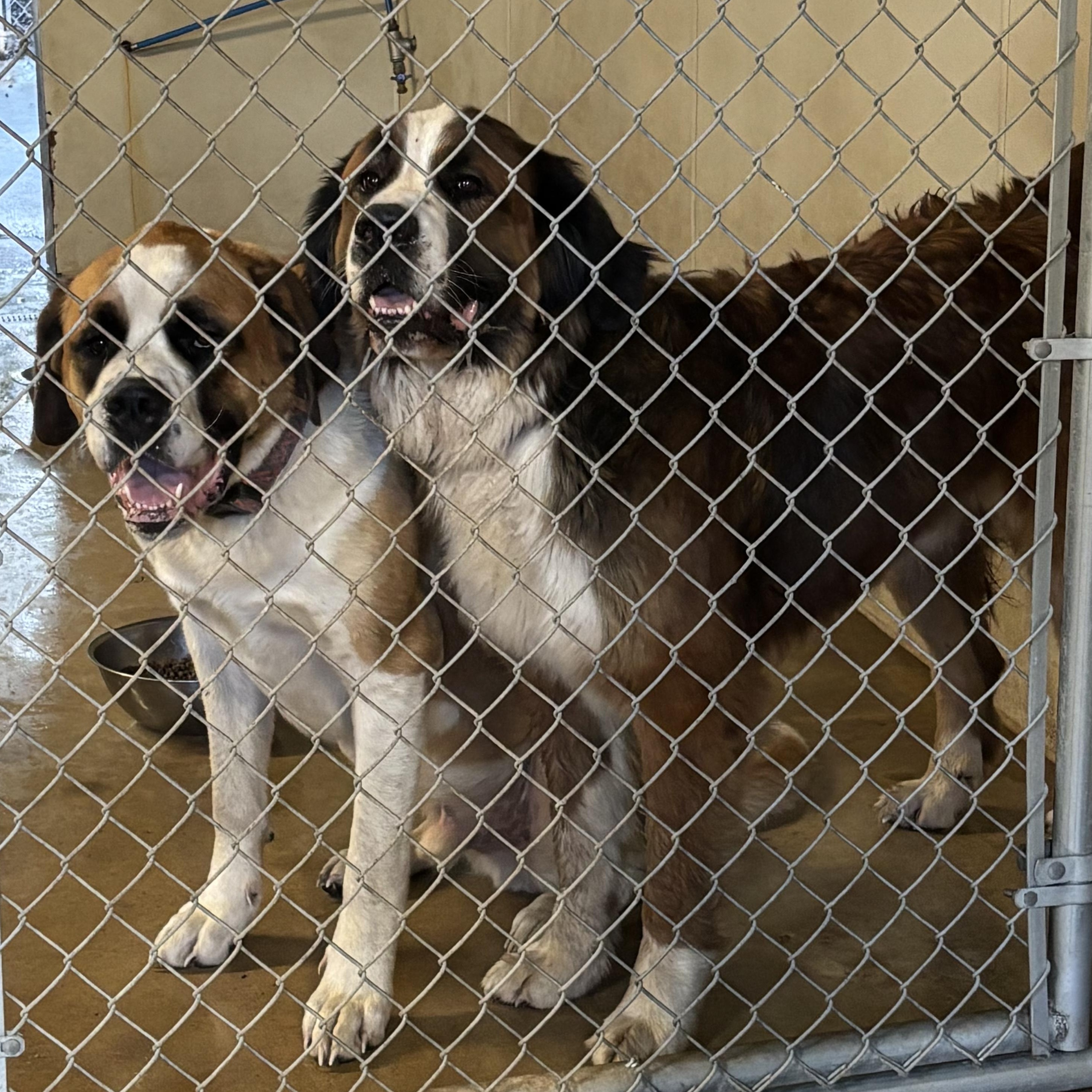Enlarge Otis & Bourbon, an adoptable Saint Bernard in Magnolia, TX image 1/3
