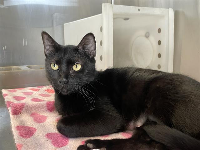 SILVY, Adoptable, Adult Female Domestic Short Hair.