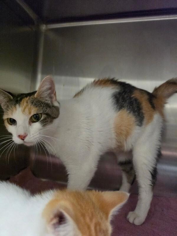 Hazel, Adoptable, Adult Female Calico & Calico.