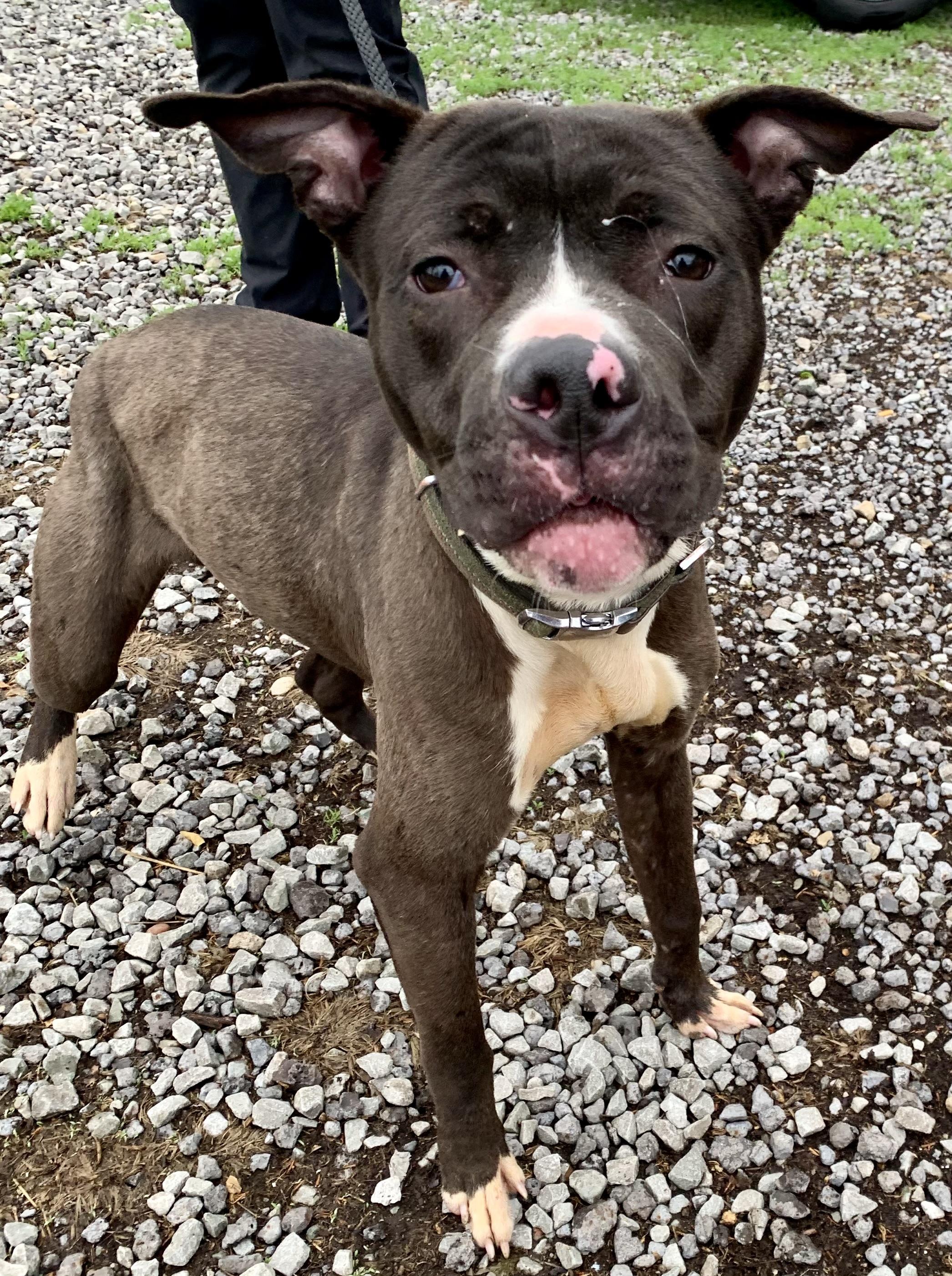 Enlarge Dexter , a ADOPTABLE Mixed Breed in McKeesport, PA image 5/6