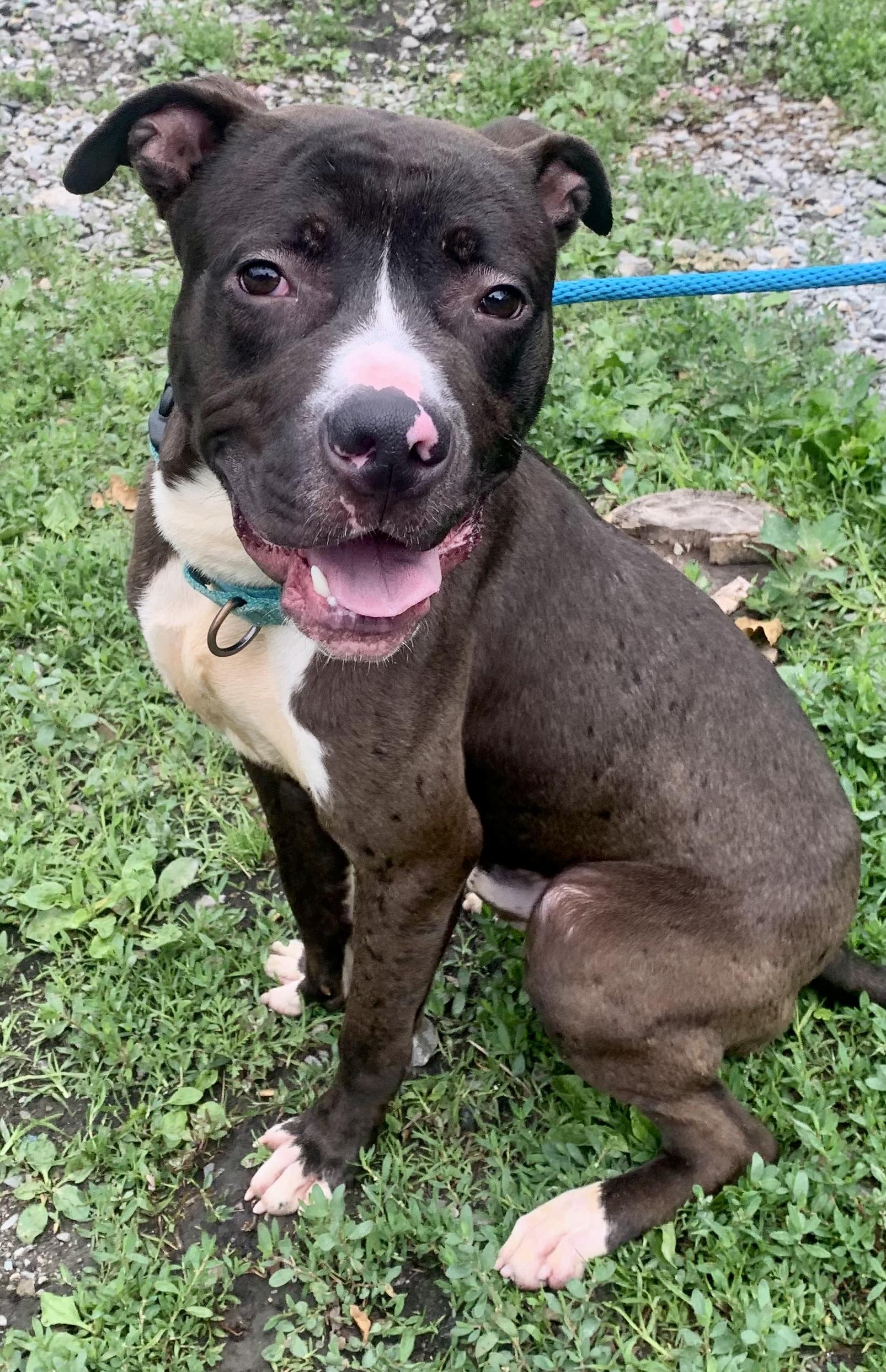 Dexter , a ADOPTABLE Mixed Breed in McKeesport, PA image 4/6