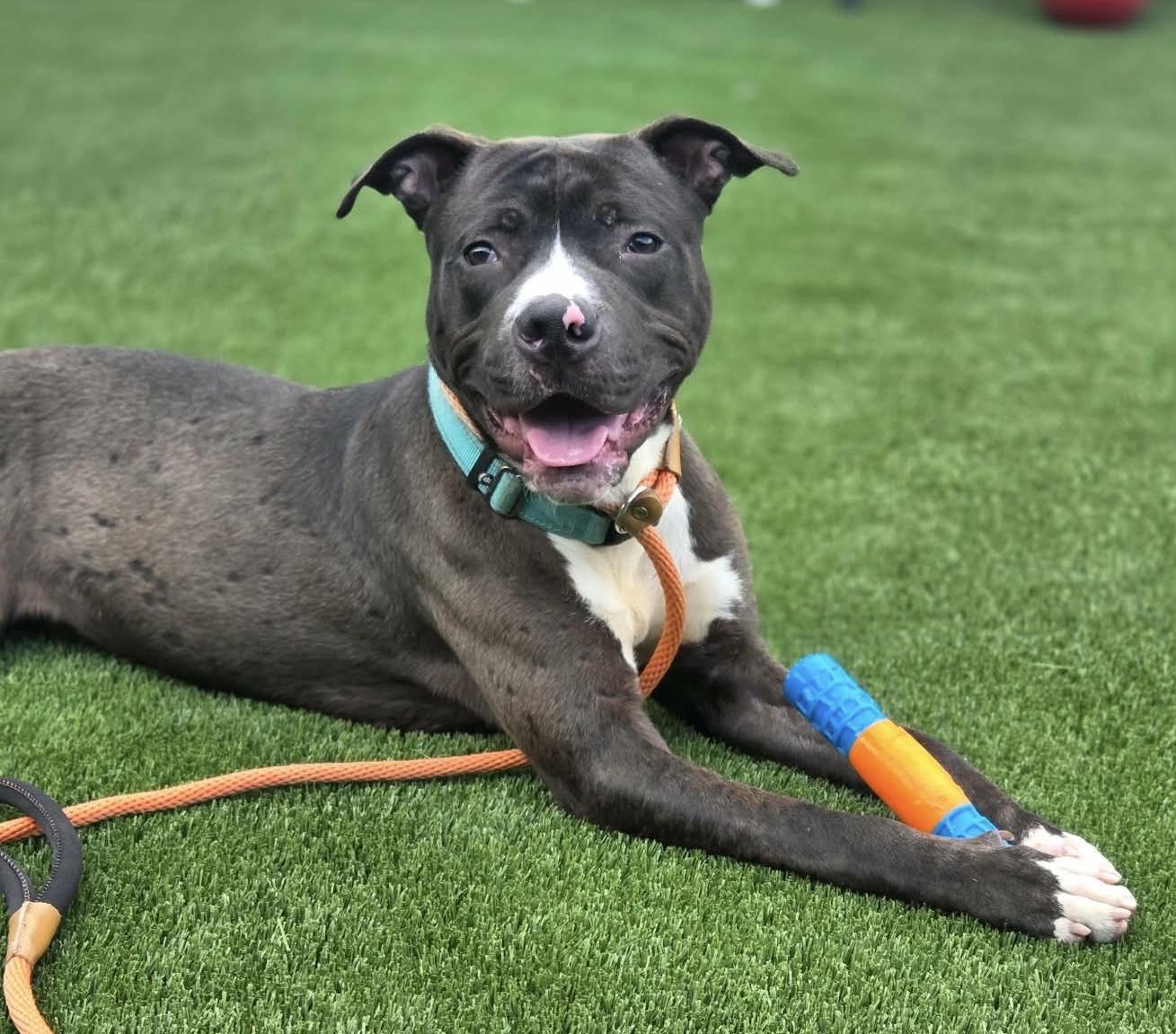 Dexter , a ADOPTABLE Mixed Breed in McKeesport, PA image 5/6