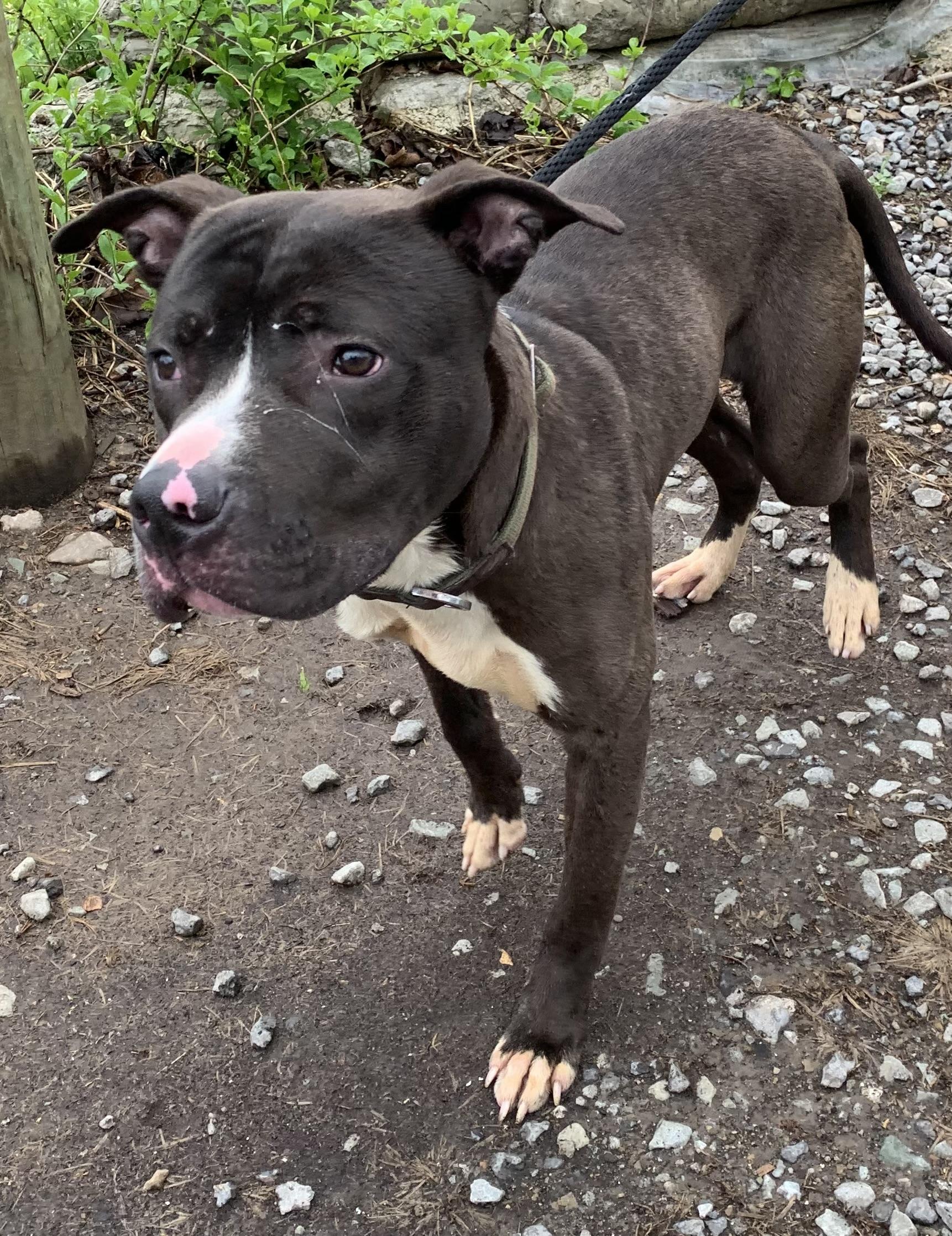 Dexter , ADOPTABLE, Young Male Mixed Breed.