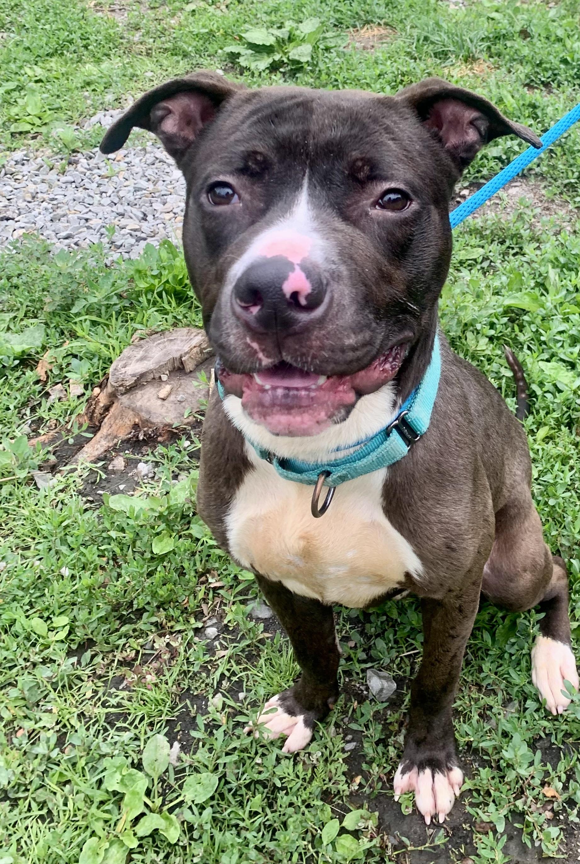 Dexter , ADOPTABLE, Young Male Mixed Breed.