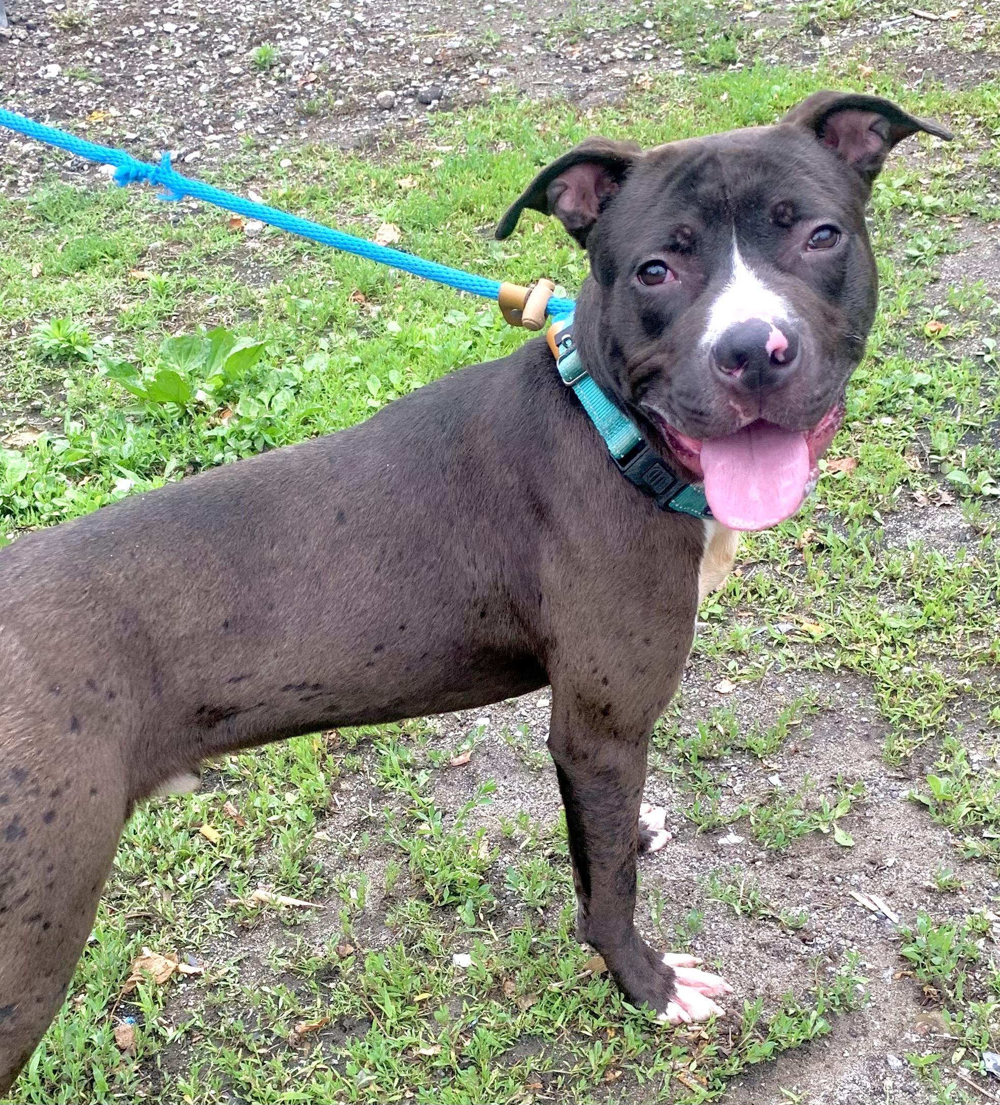 Dexter , a ADOPTABLE Mixed Breed in McKeesport, PA image 2/6