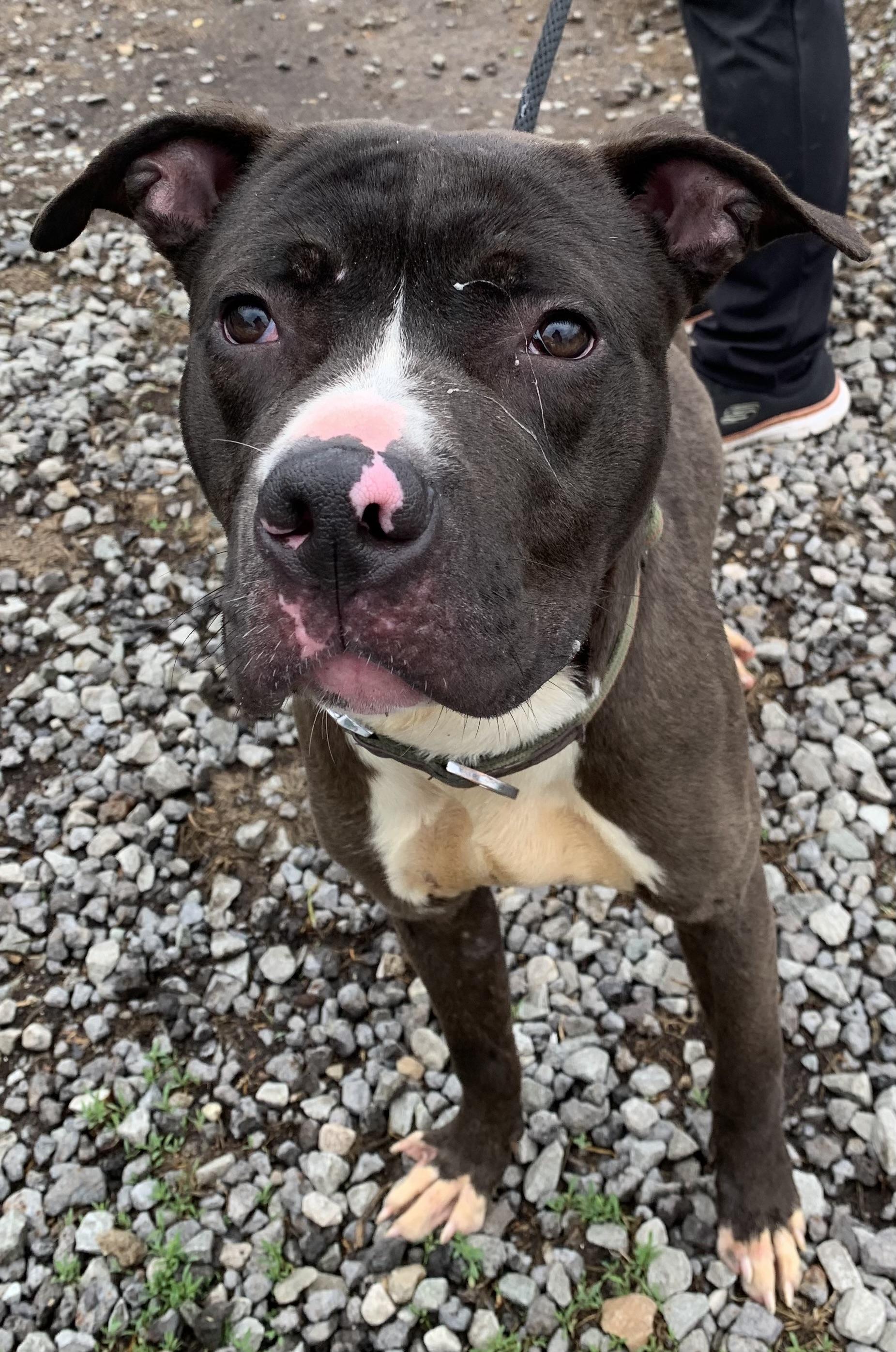 Enlarge Dexter , a ADOPTABLE Mixed Breed in McKeesport, PA image 2/6