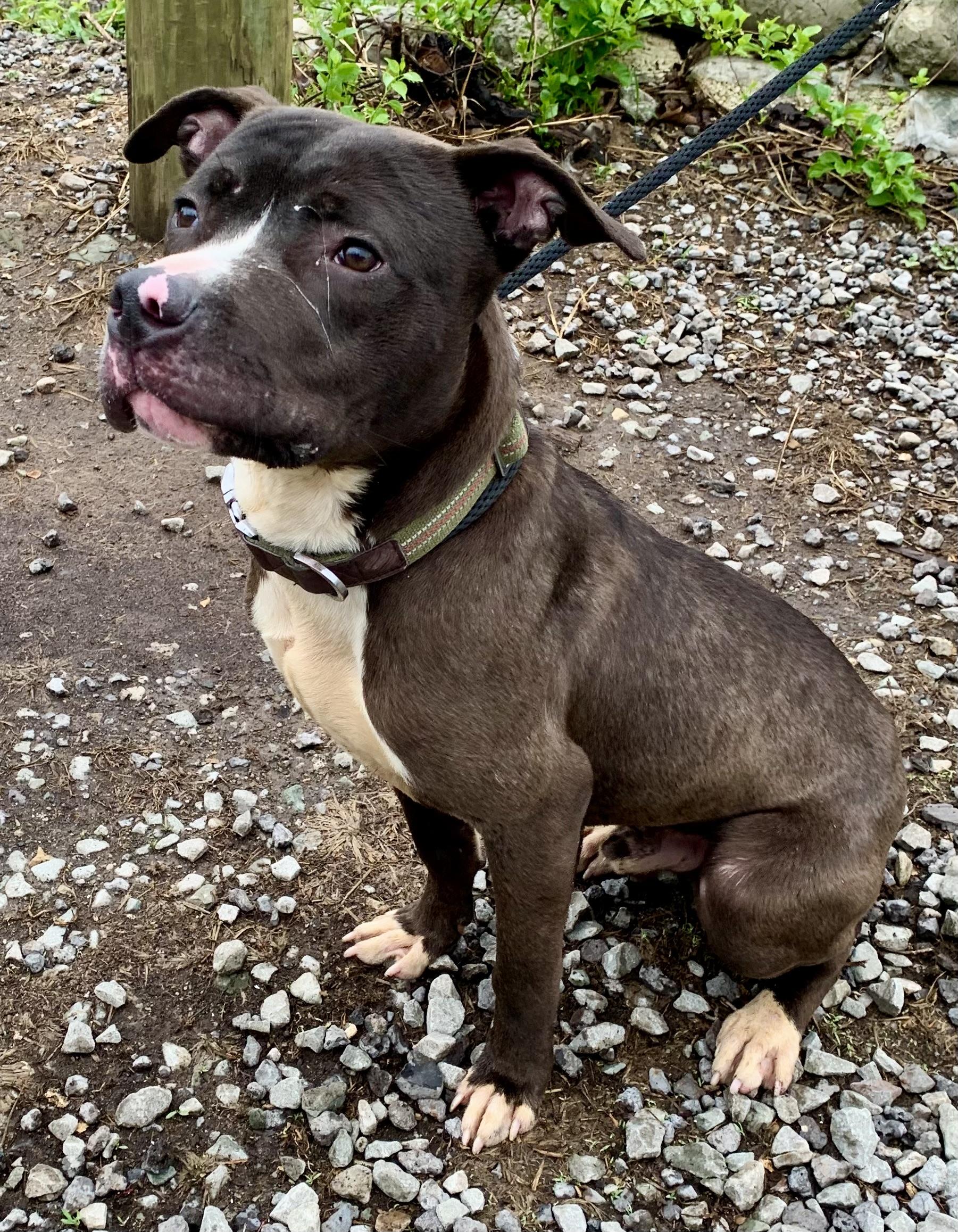 Enlarge Dexter , a ADOPTABLE Mixed Breed in McKeesport, PA image 3/6