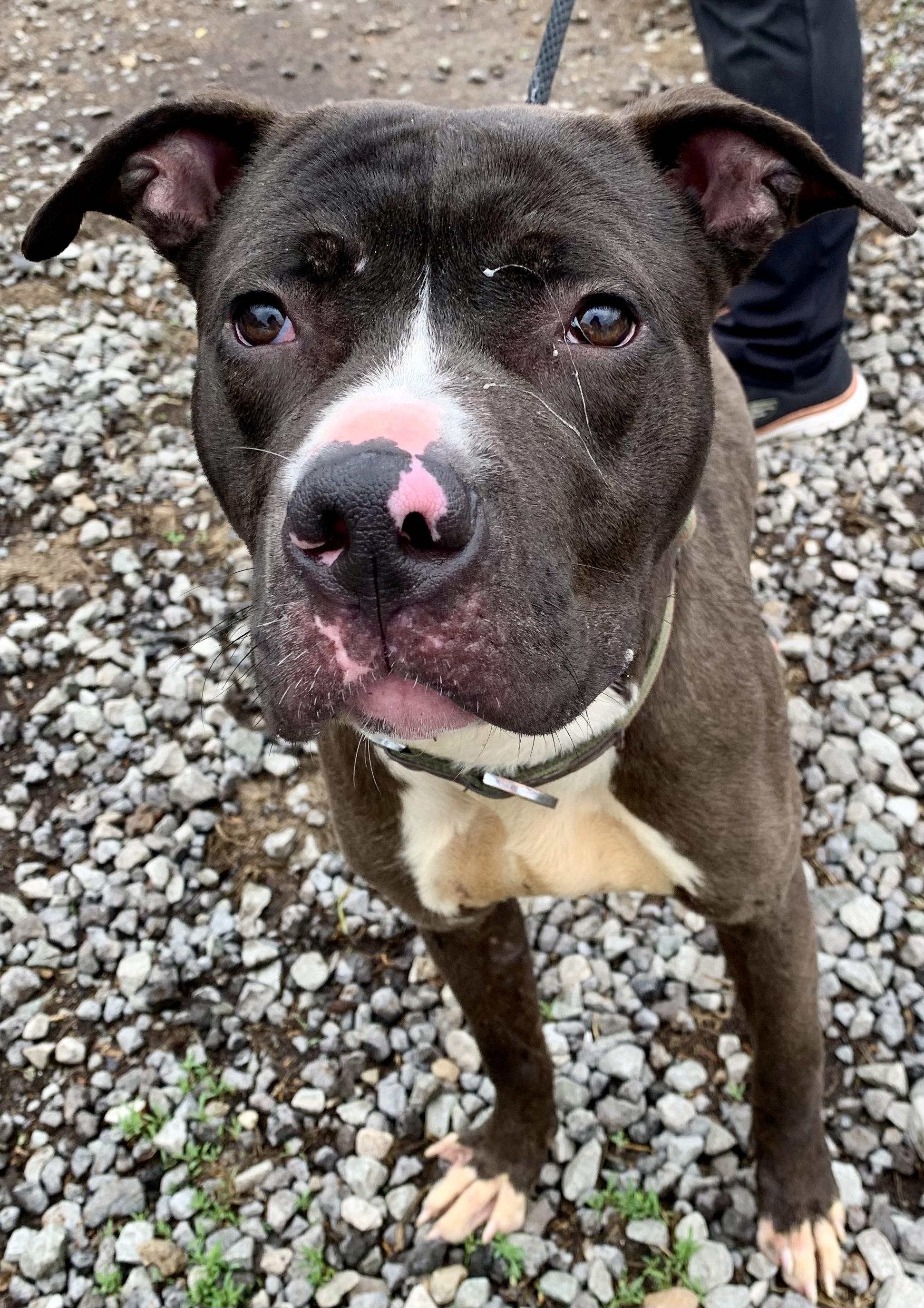 Enlarge Dexter , a ADOPTABLE Mixed Breed in McKeesport, PA image 6/6