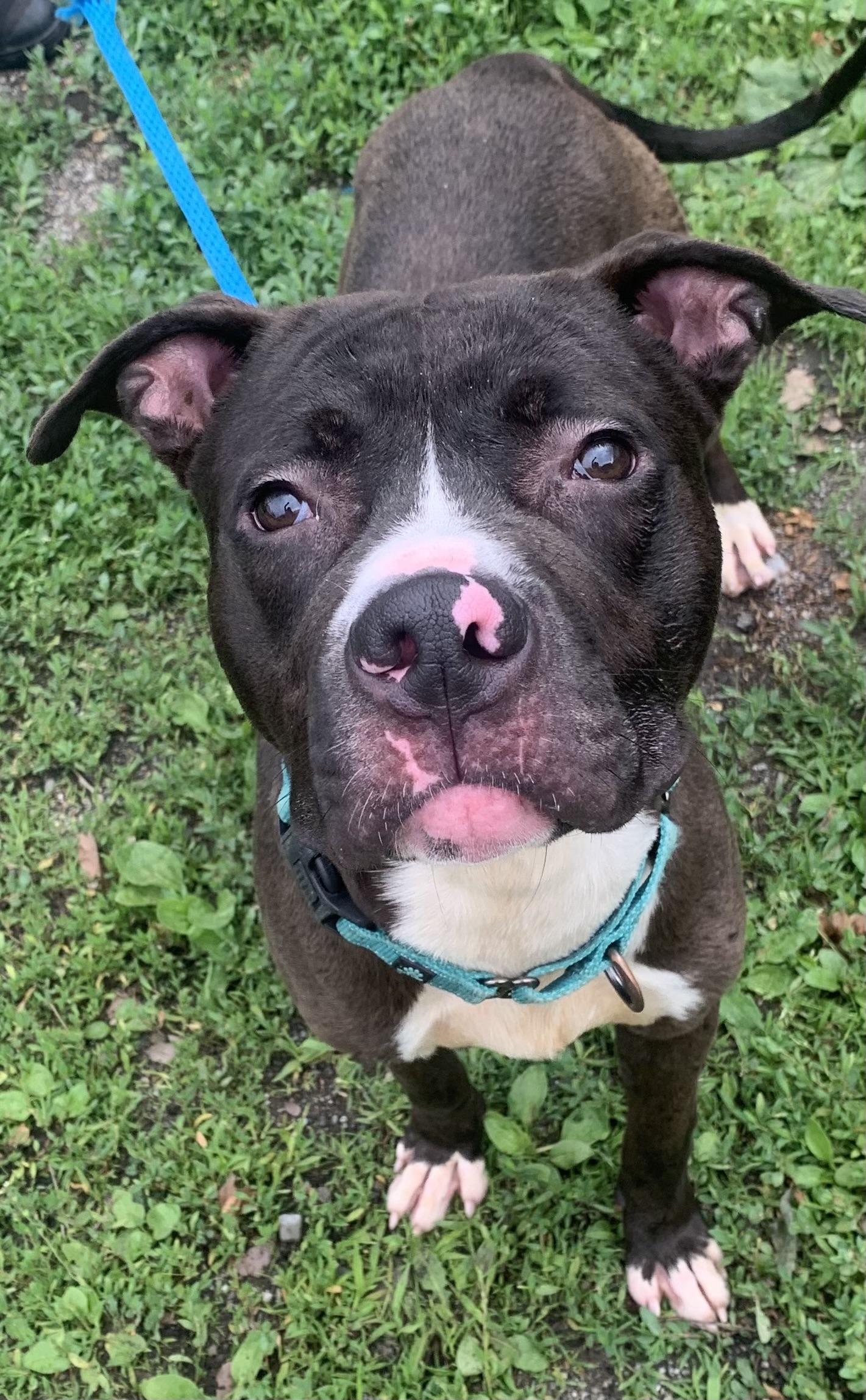 Dexter , a ADOPTABLE Mixed Breed in McKeesport, PA image 3/6